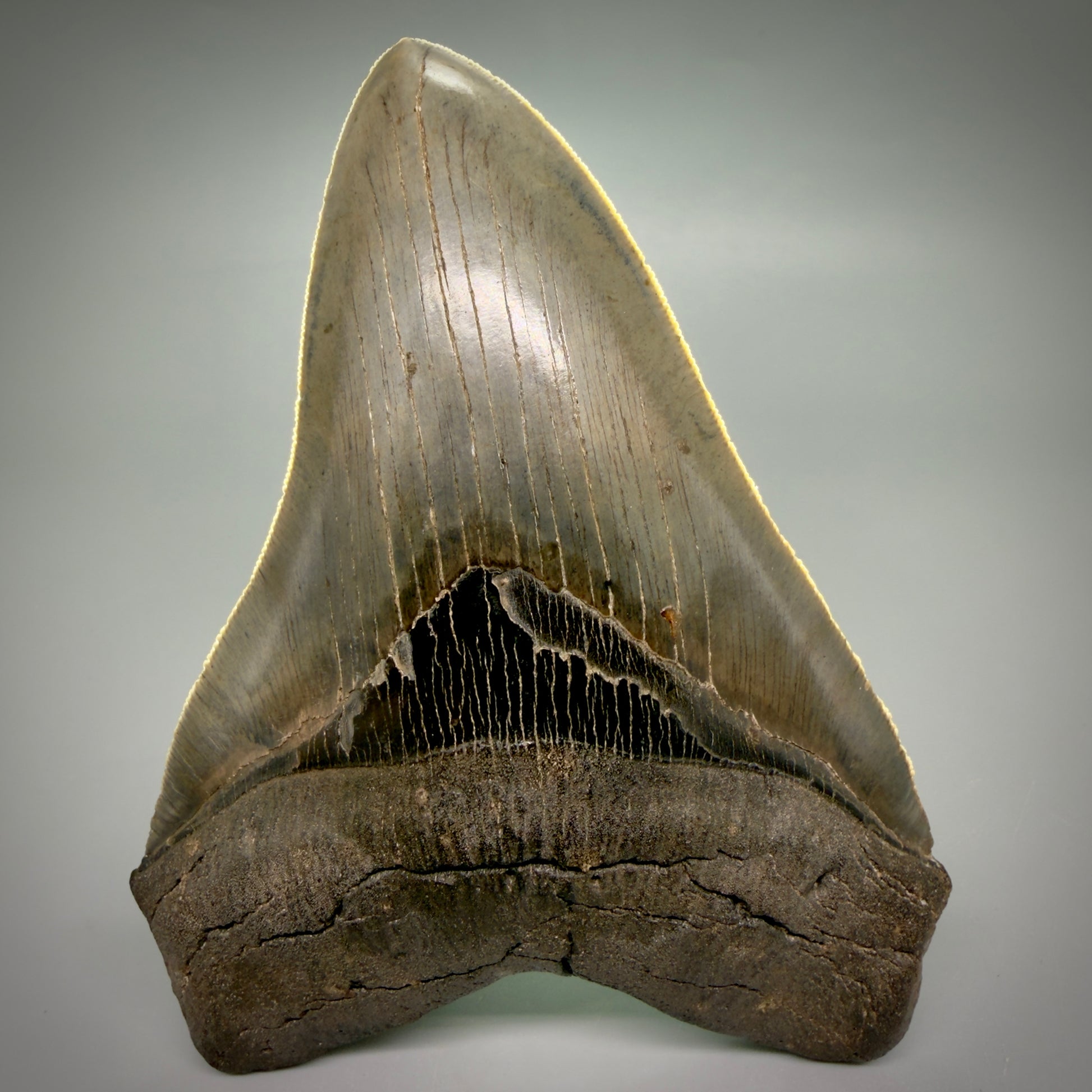 Front View Rare Collector Quality Large 5.37" Fossil Megalodon Shark Tooth - Georgia CM6273 - 5