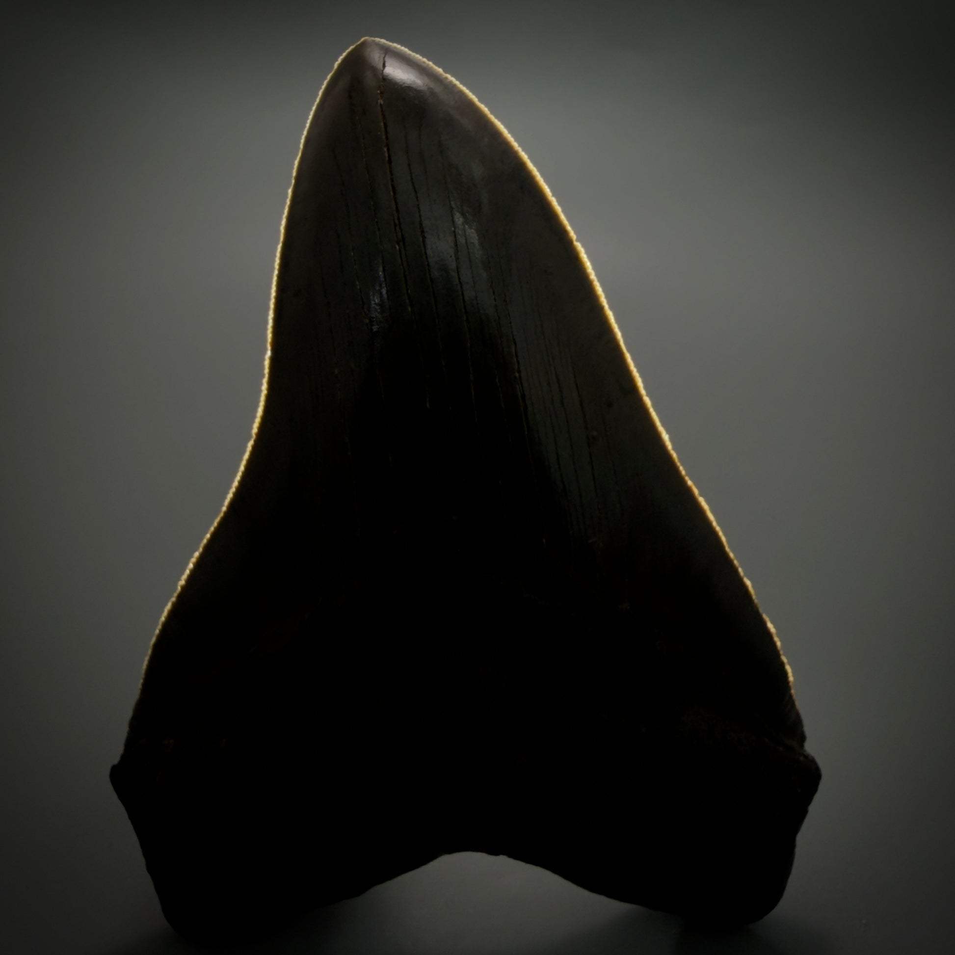 Front View Rare Collector Quality Large 5.37" Fossil Megalodon Shark Tooth - Georgia CM6273 - 3