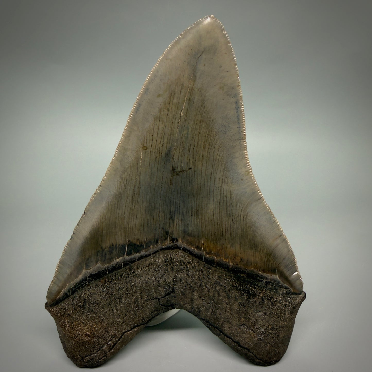 Back View Rare Collector Quality Large 5.37" Fossil Megalodon Shark Tooth - Georgia CM6273 