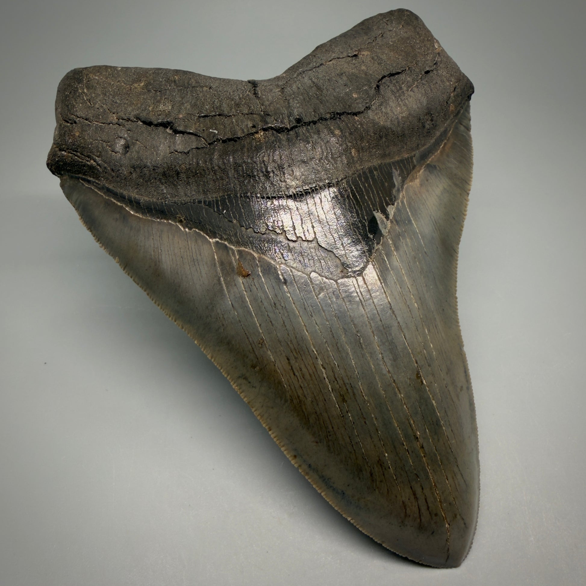 Front Left View Rare Collector Quality Large 5.37" Fossil Megalodon Shark Tooth - Georgia CM6273 