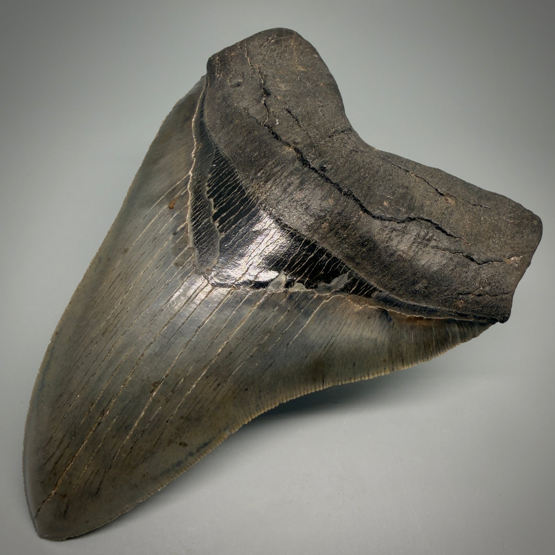 Front Right View Rare Collector Quality Large 5.37" Fossil Megalodon Shark Tooth - Georgia CM6273 