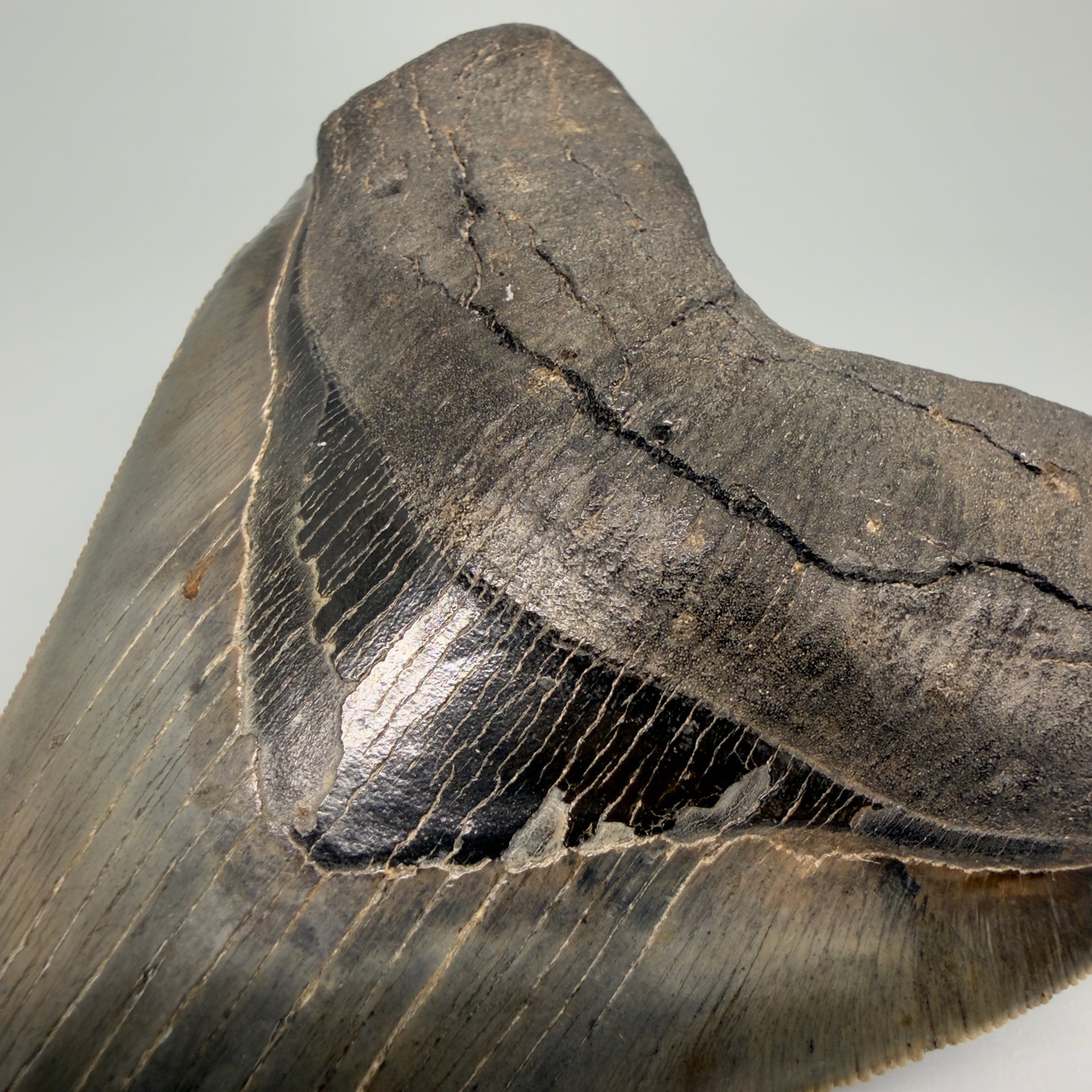 Bourlette detail View Rare Collector Quality Large 5.37" Fossil Megalodon Shark Tooth - Georgia CM6273 