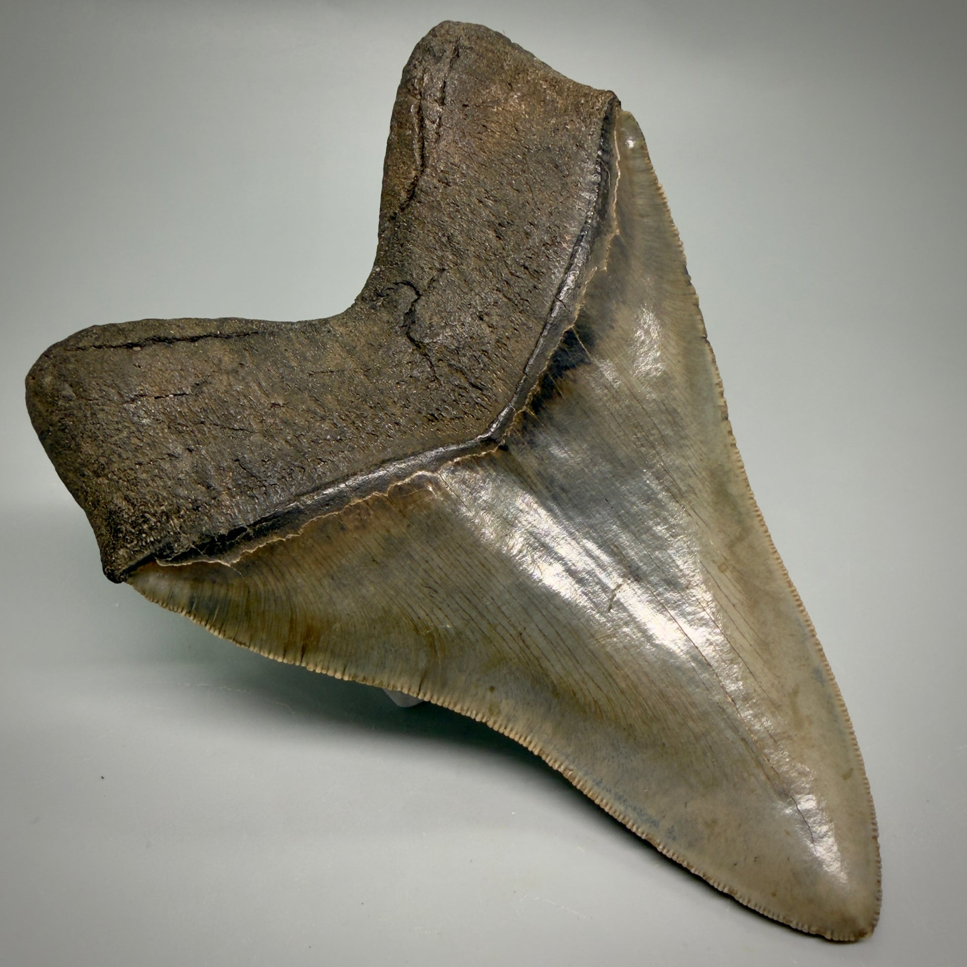 Back Left View Rare Collector Quality Large 5.37" Fossil Megalodon Shark Tooth - Georgia CM6273 
