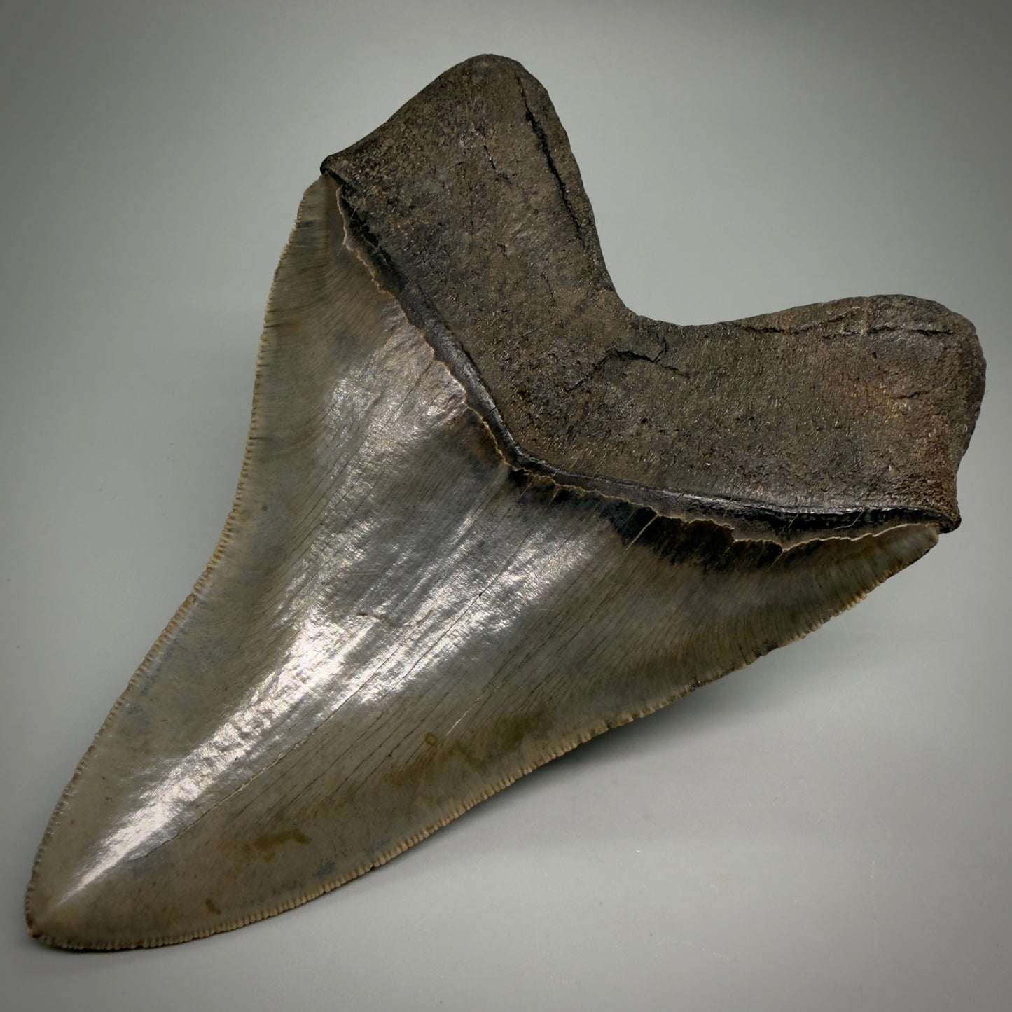 Back Right View Rare Collector Quality Large 5.37" Fossil Megalodon Shark Tooth - Georgia CM6273 
