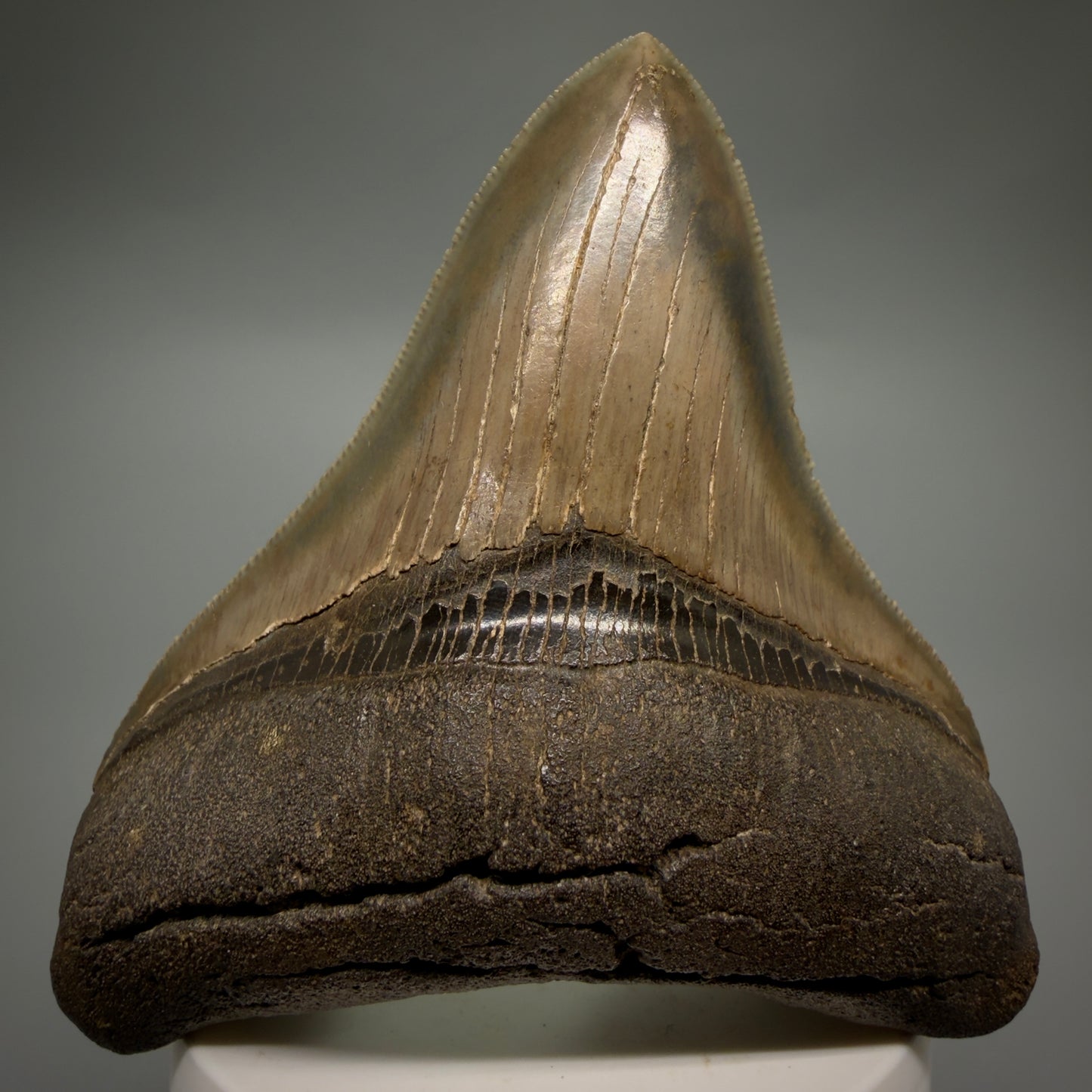 Front View Colorful, high quality lateral 3.61" Fossil Megalodon Tooth from Georgia, USA CM6268