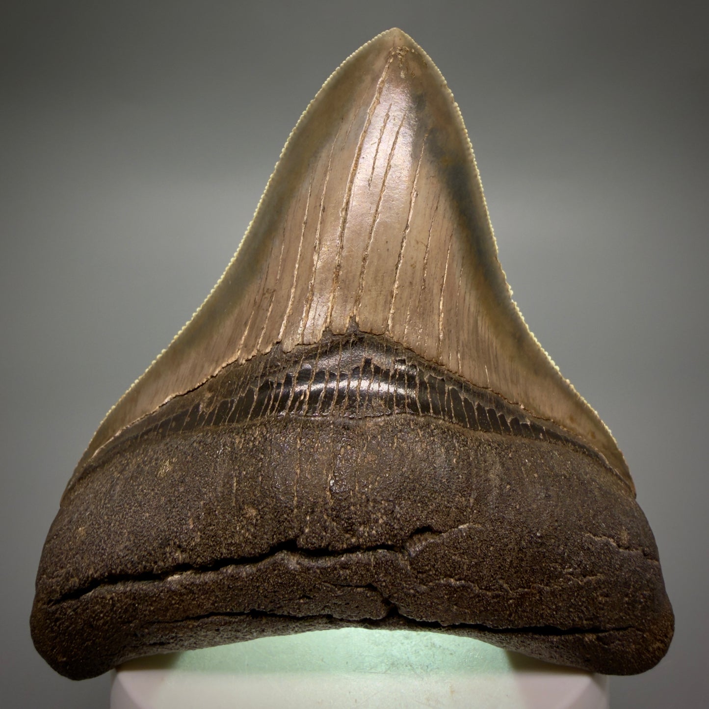 Front View Colorful, high quality lateral 3.61" Fossil Megalodon Tooth from Georgia, USA CM6268 - 2