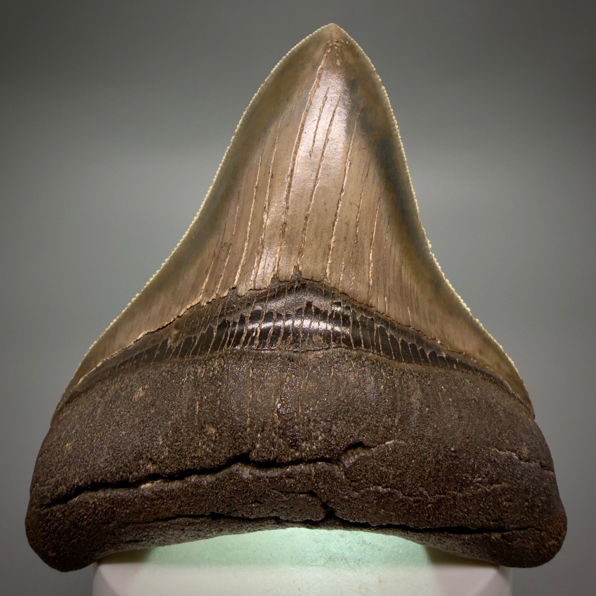 Front View Colorful, high quality lateral 3.61" Fossil Megalodon Tooth from Georgia, USA CM6268 - 2