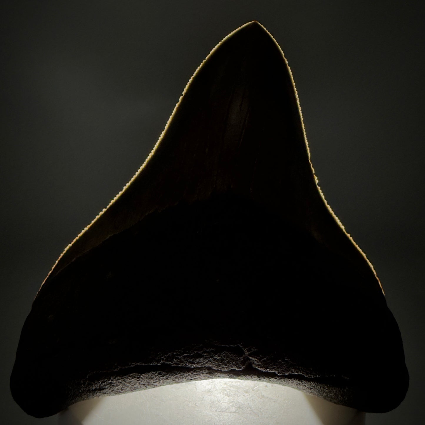 Front View Colorful, high quality lateral 3.61" Fossil Megalodon Tooth from Georgia, USA CM6268 - 1