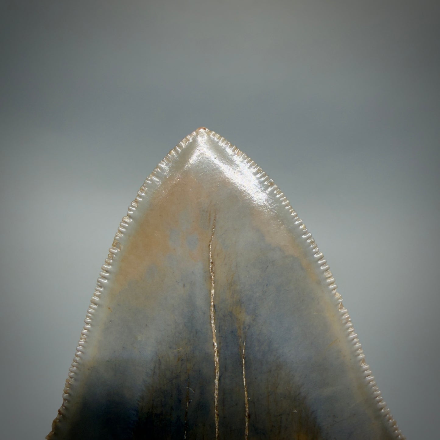 Tip Detail View Colorful, high quality lateral 3.61" Fossil Megalodon Tooth from Georgia, USA CM6268