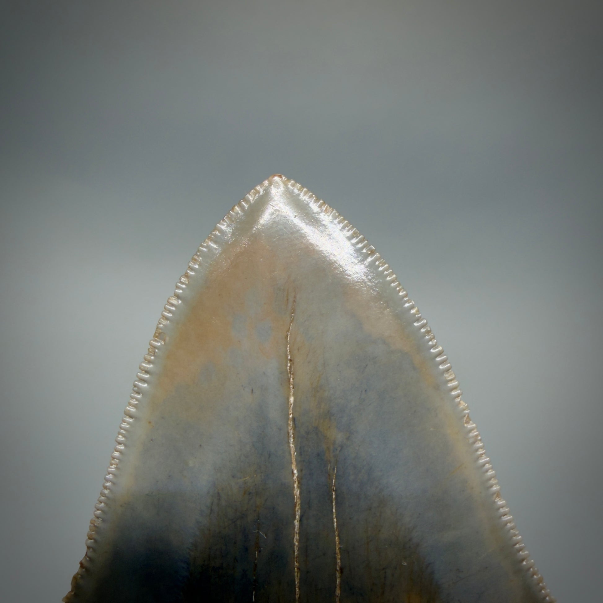 Tip Detail View Colorful, high quality lateral 3.61" Fossil Megalodon Tooth from Georgia, USA CM6268