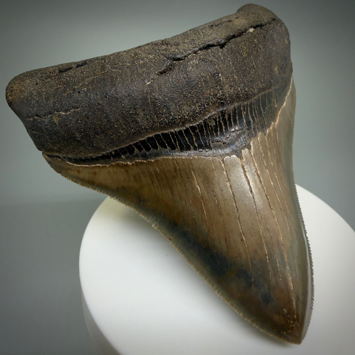 Front Left View Colorful, high quality lateral 3.61" Fossil Megalodon Tooth from Georgia, USA CM6268