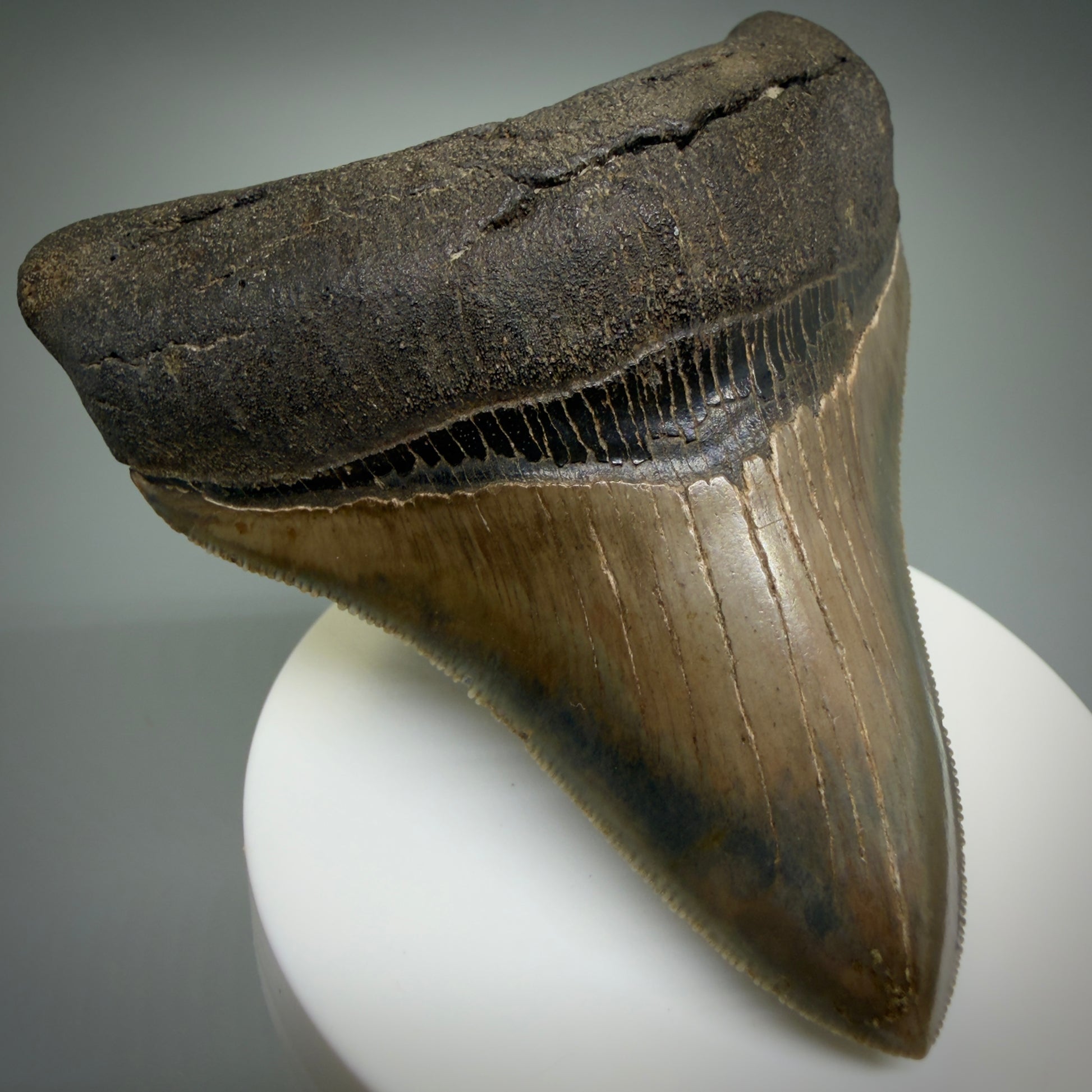 Front Left View Colorful, high quality lateral 3.61" Fossil Megalodon Tooth from Georgia, USA CM6268