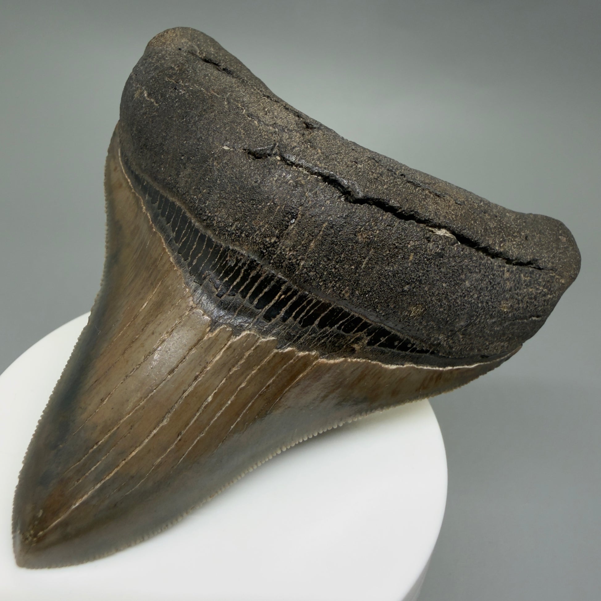 Front Right View Colorful, high quality lateral 3.61" Fossil Megalodon Tooth from Georgia, USA CM6268