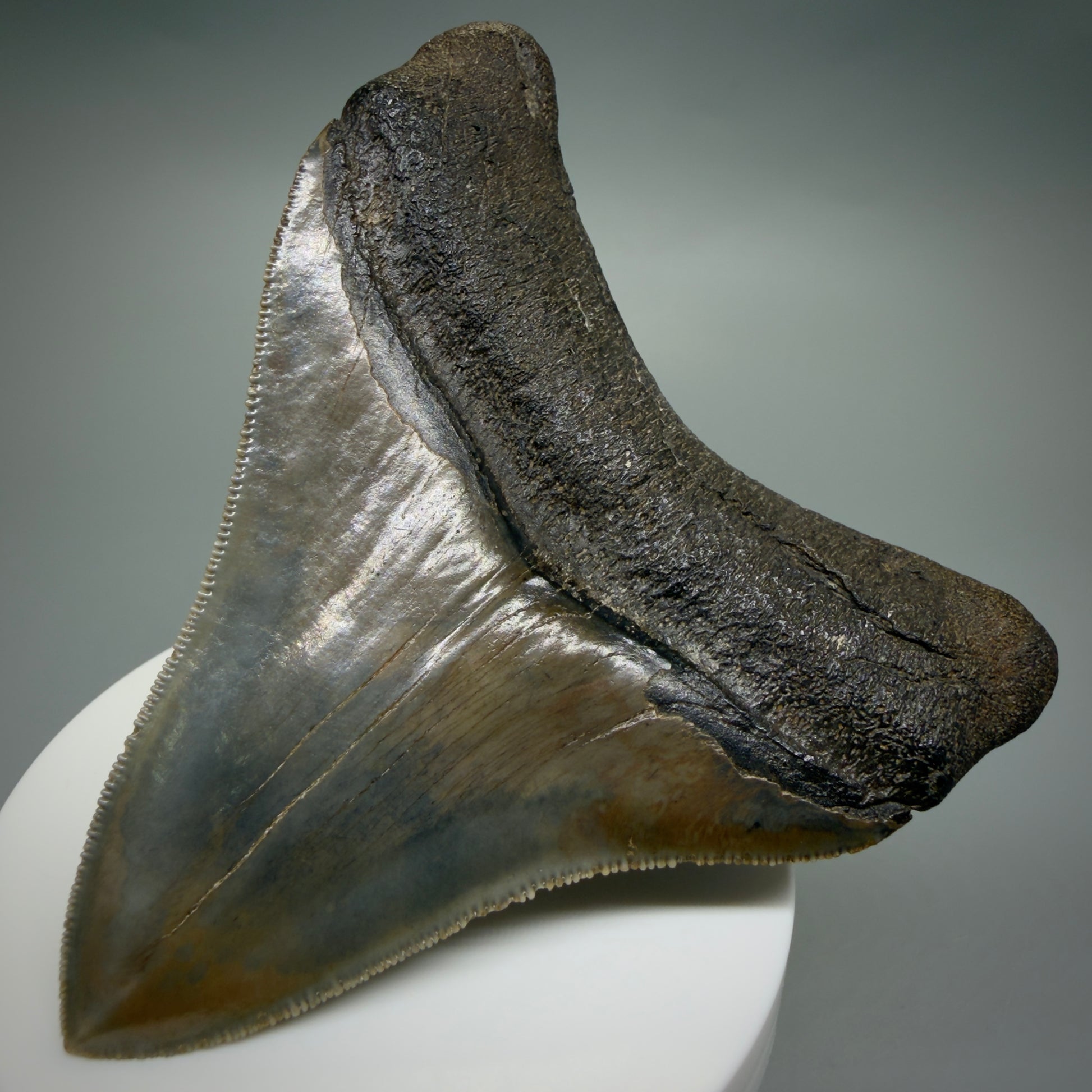 Back Right View Colorful, high quality lateral 3.61" Fossil Megalodon Tooth from Georgia, USA CM6268
