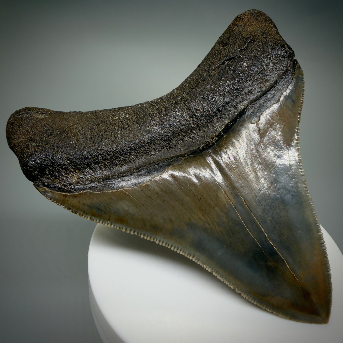 Back Left View Colorful, high quality lateral 3.61" Fossil Megalodon Tooth from Georgia, USA CM6268