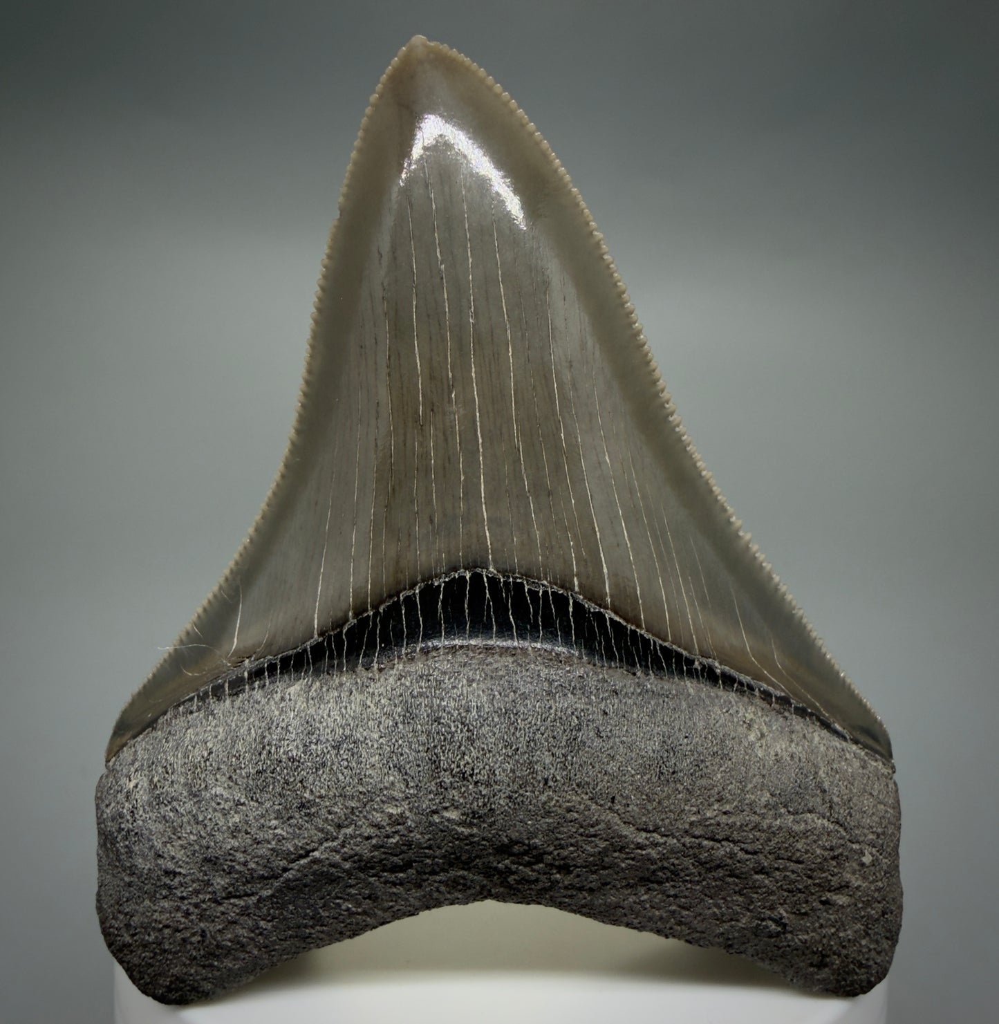 Front View Colorful, sharply serrated 2.98" Fossil Megalodon Shark Tooth - Georgia CM6265 - 1