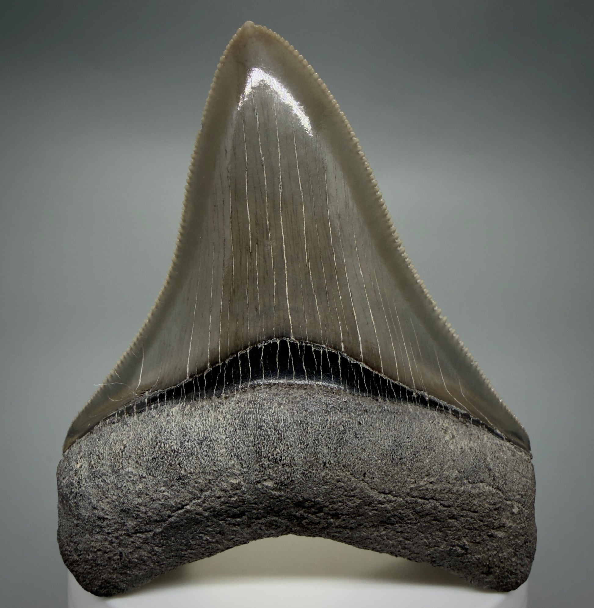 Front View Colorful, sharply serrated 2.98" Fossil Megalodon Shark Tooth - Georgia CM6265 - 1