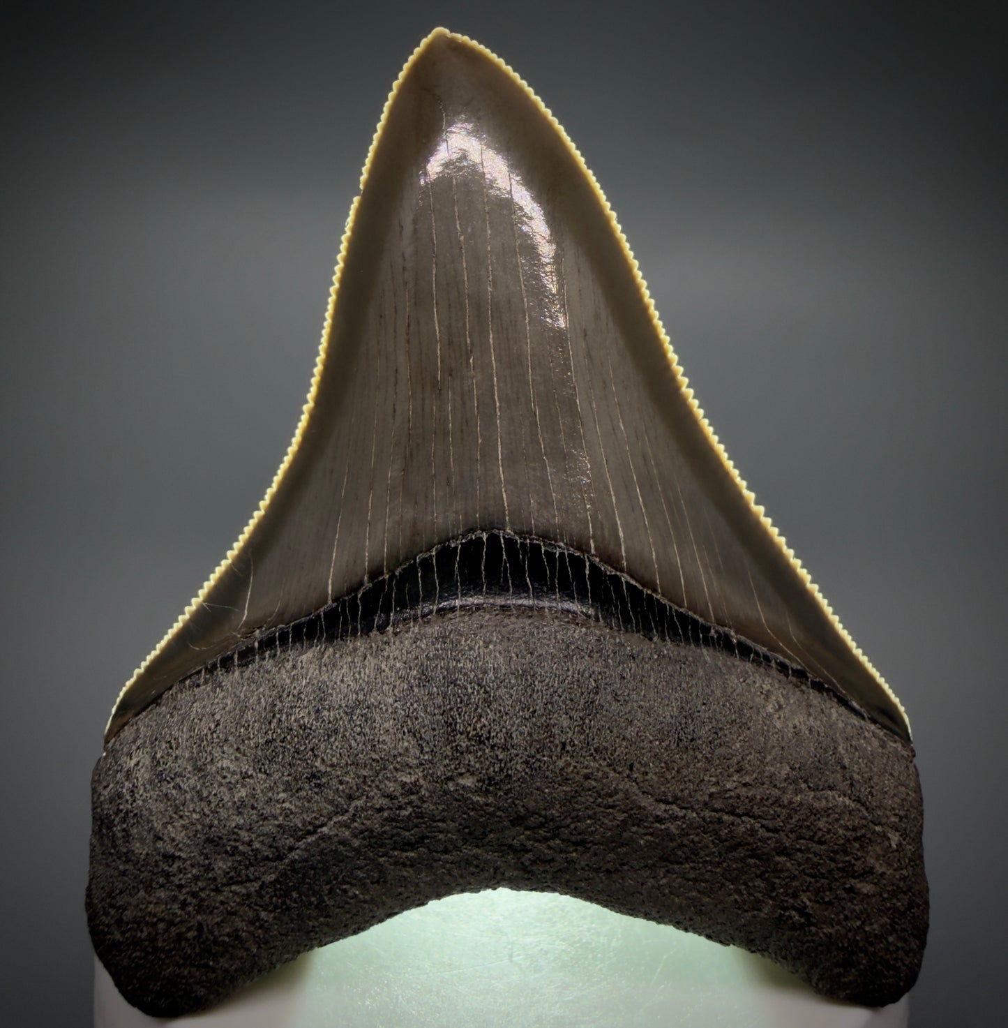 Front View Colorful, sharply serrated 2.98" Fossil Megalodon Shark Tooth - Georgia CM6265 - 4