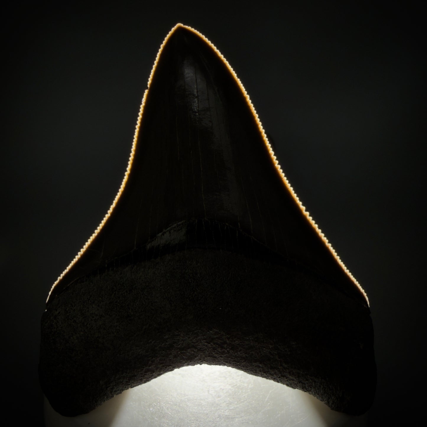 Front View Colorful, sharply serrated 2.98" Fossil Megalodon Shark Tooth - Georgia CM6265 - 2