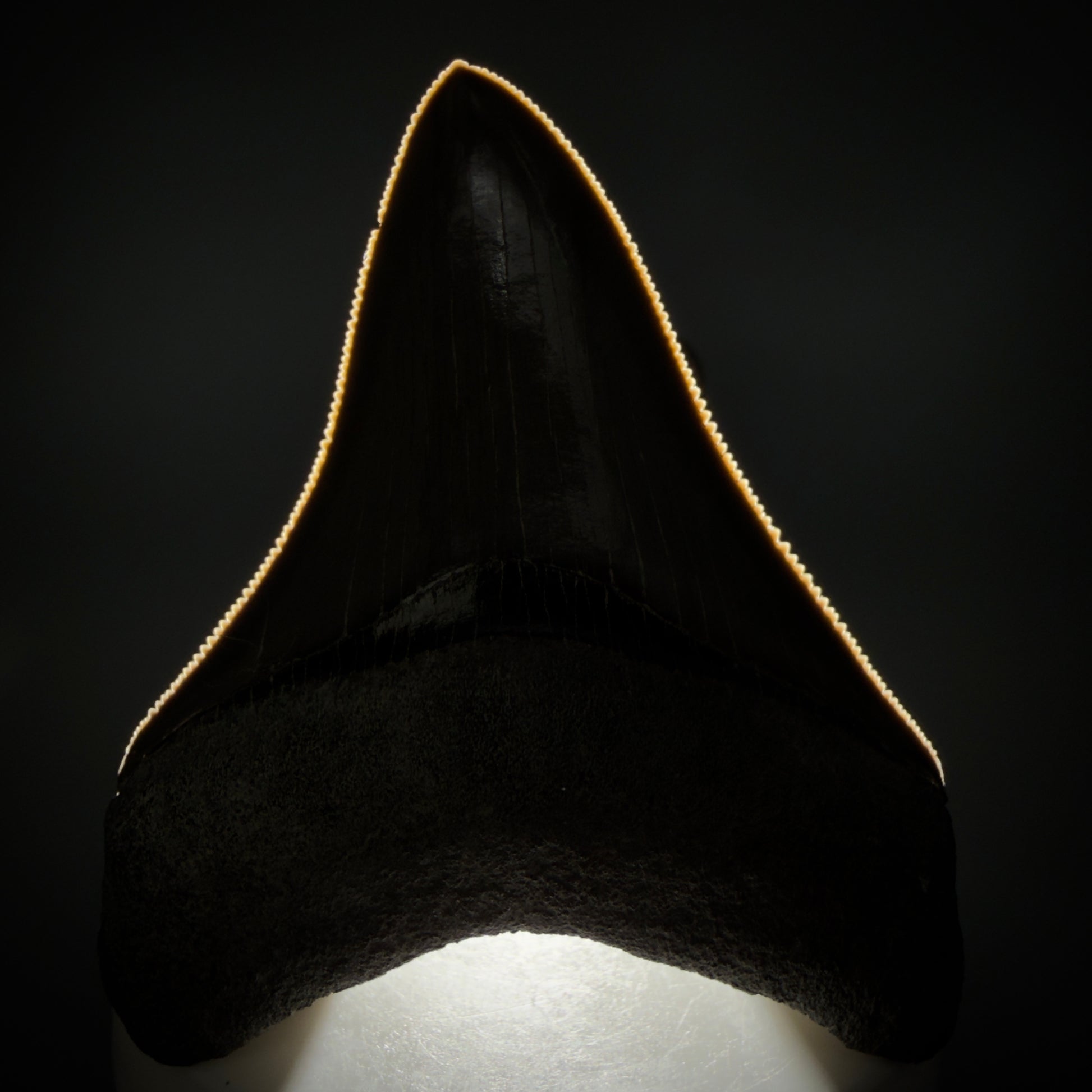 Front View Colorful, sharply serrated 2.98" Fossil Megalodon Shark Tooth - Georgia CM6265 - 2