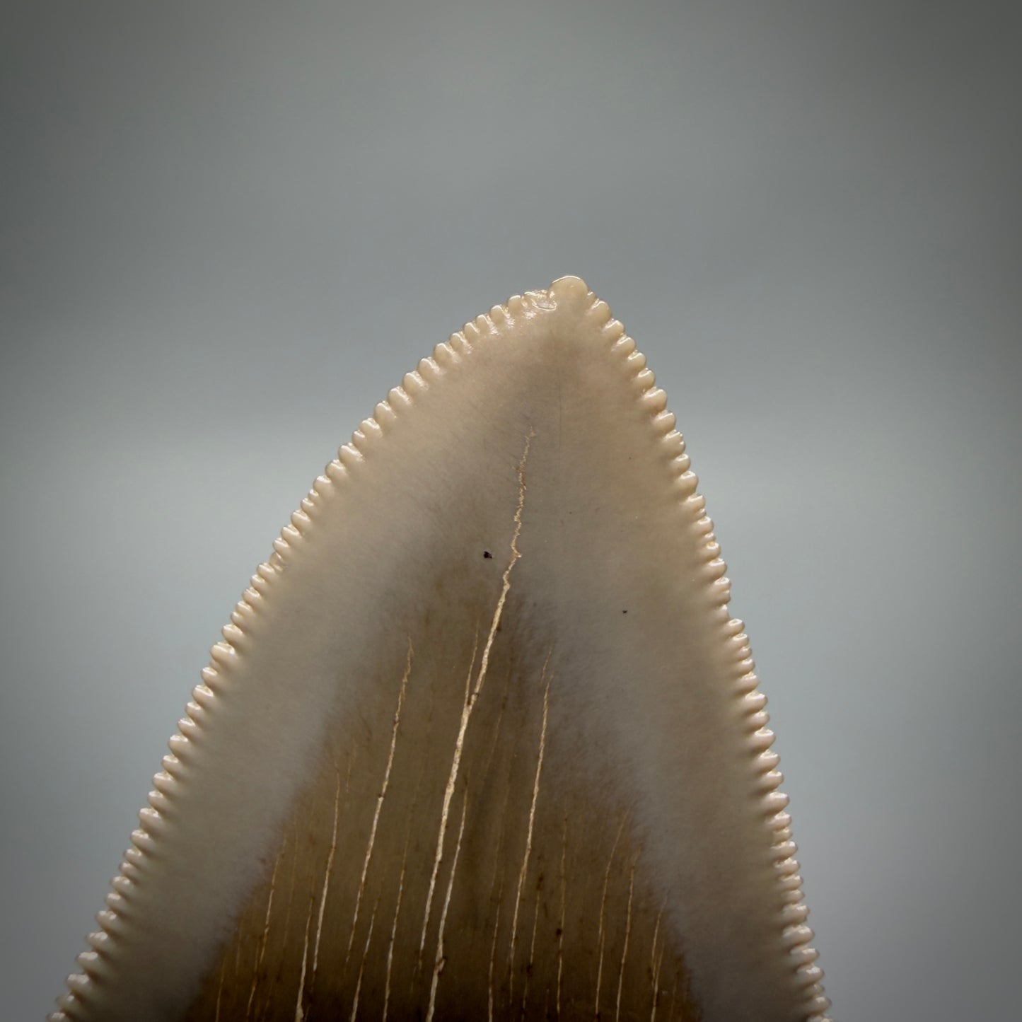 Tip detail View Colorful, sharply serrated 2.98" Fossil Megalodon Shark Tooth - Georgia CM6265 - 1