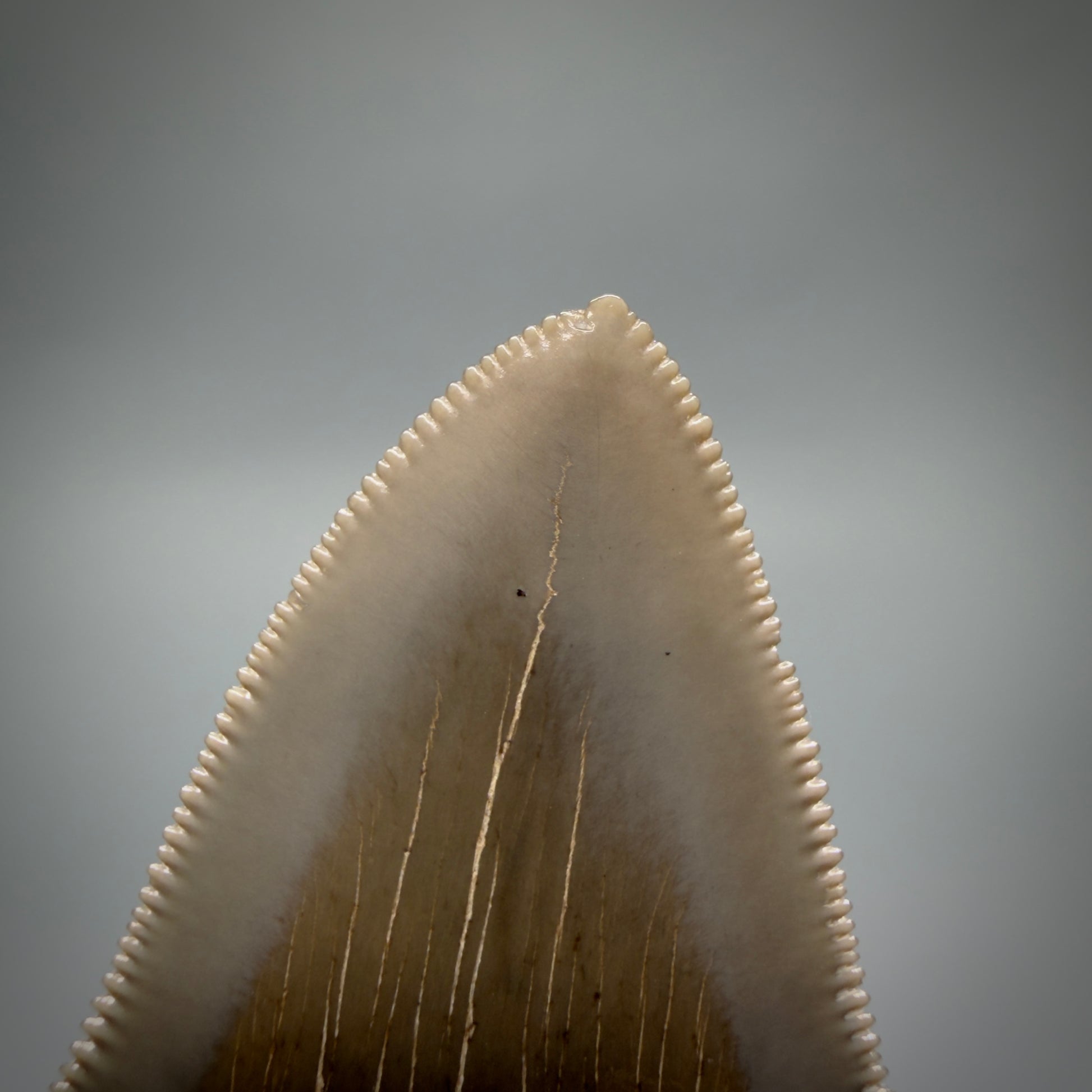 Tip detail View Colorful, sharply serrated 2.98" Fossil Megalodon Shark Tooth - Georgia CM6265 - 1