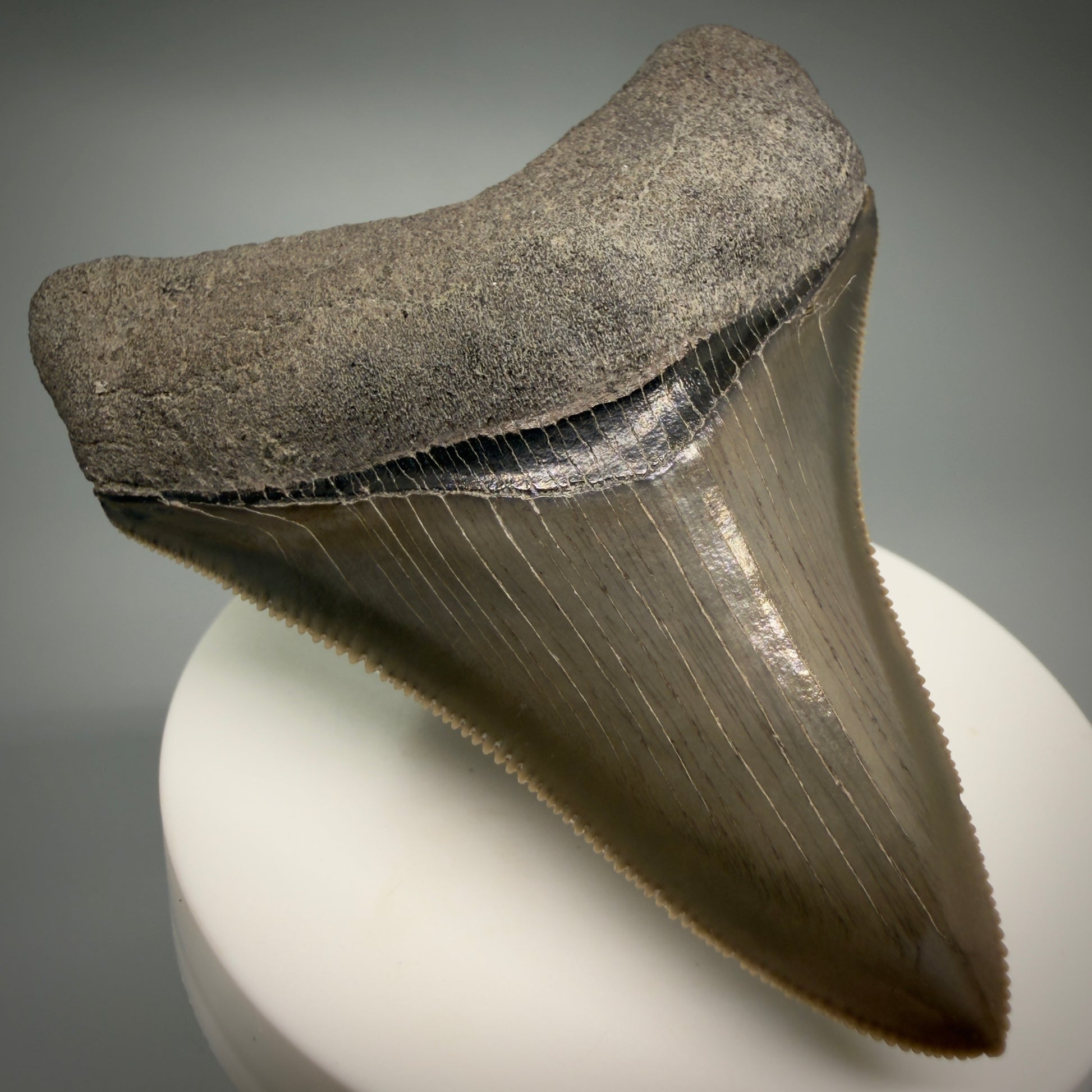 Front Left View Colorful, sharply serrated 2.98" Fossil Megalodon Shark Tooth - Georgia CM6265