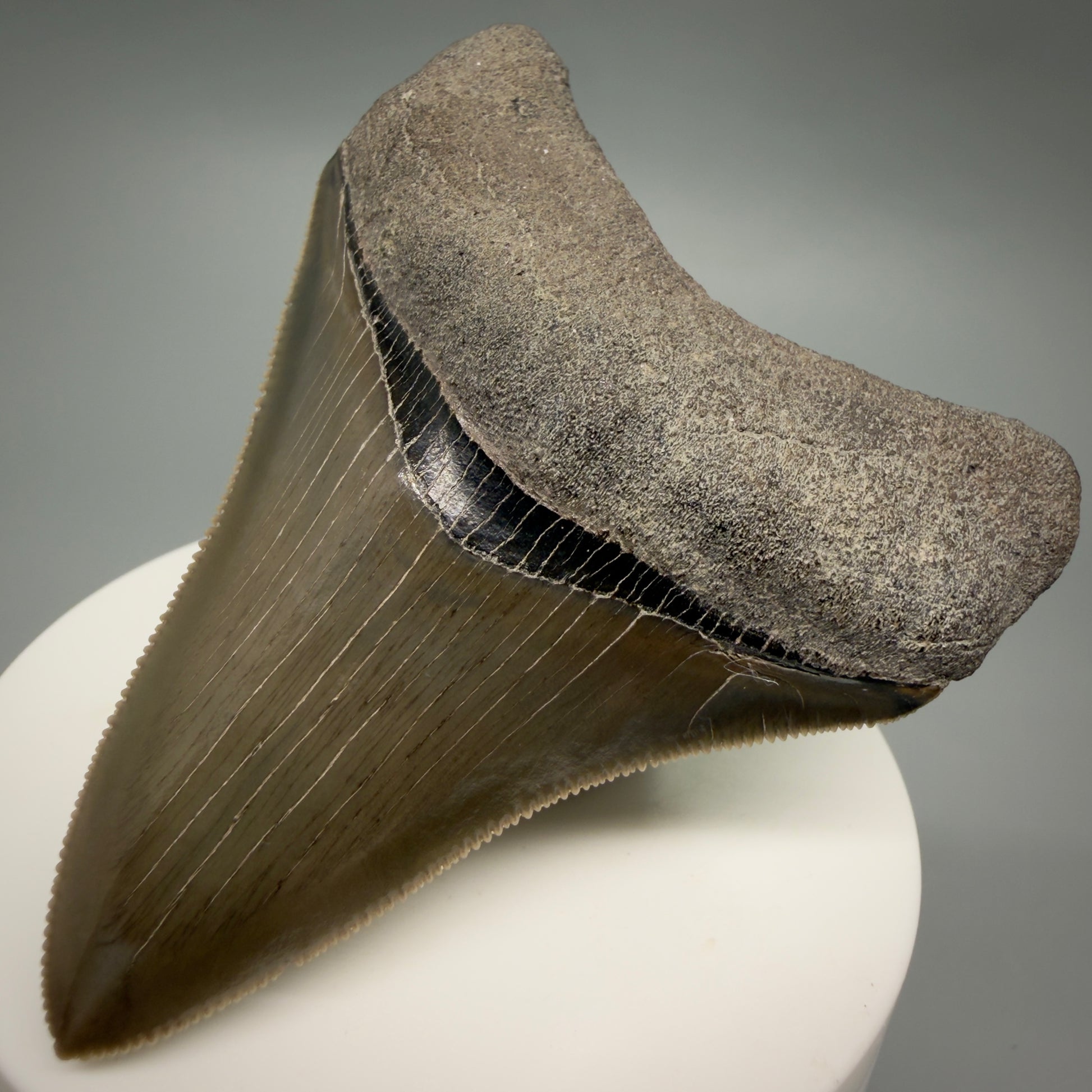 Front Right View Colorful, sharply serrated 2.98" Fossil Megalodon Shark Tooth - Georgia CM6265