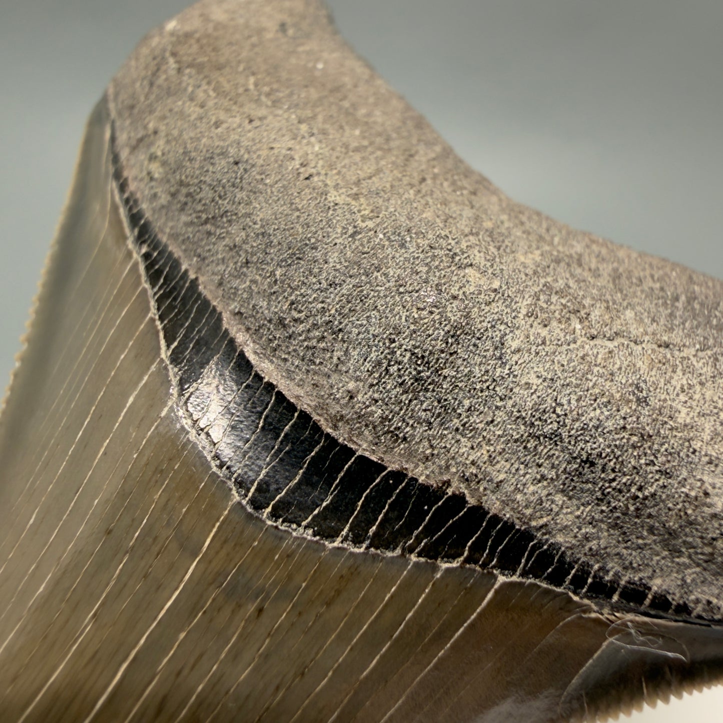 Bourlette detail View Colorful, sharply serrated 2.98" Fossil Megalodon Shark Tooth - Georgia CM6265