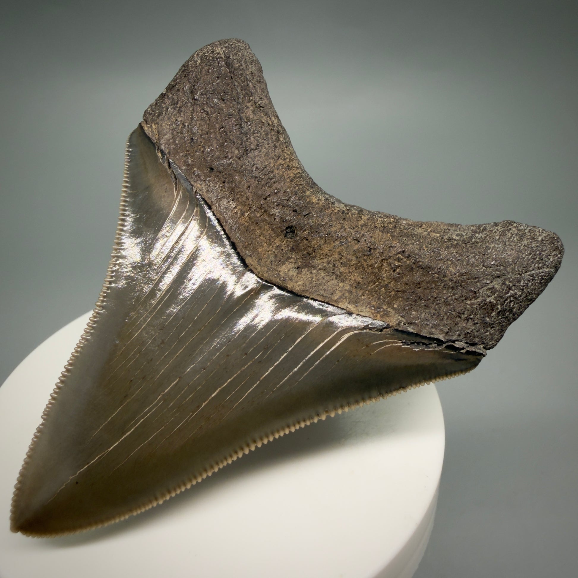 Back Right View Colorful, sharply serrated 2.98" Fossil Megalodon Shark Tooth - Georgia CM6265