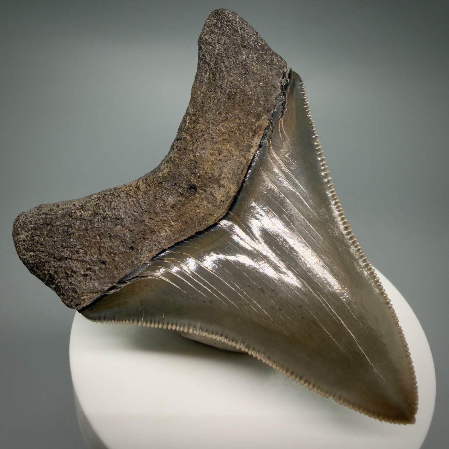 Back Left View Colorful, sharply serrated 2.98" Fossil Megalodon Shark Tooth - Georgia CM6265