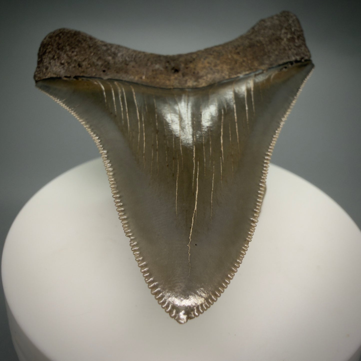 Tip detail View Colorful, sharply serrated 2.98" Fossil Megalodon Shark Tooth - Georgia CM6265