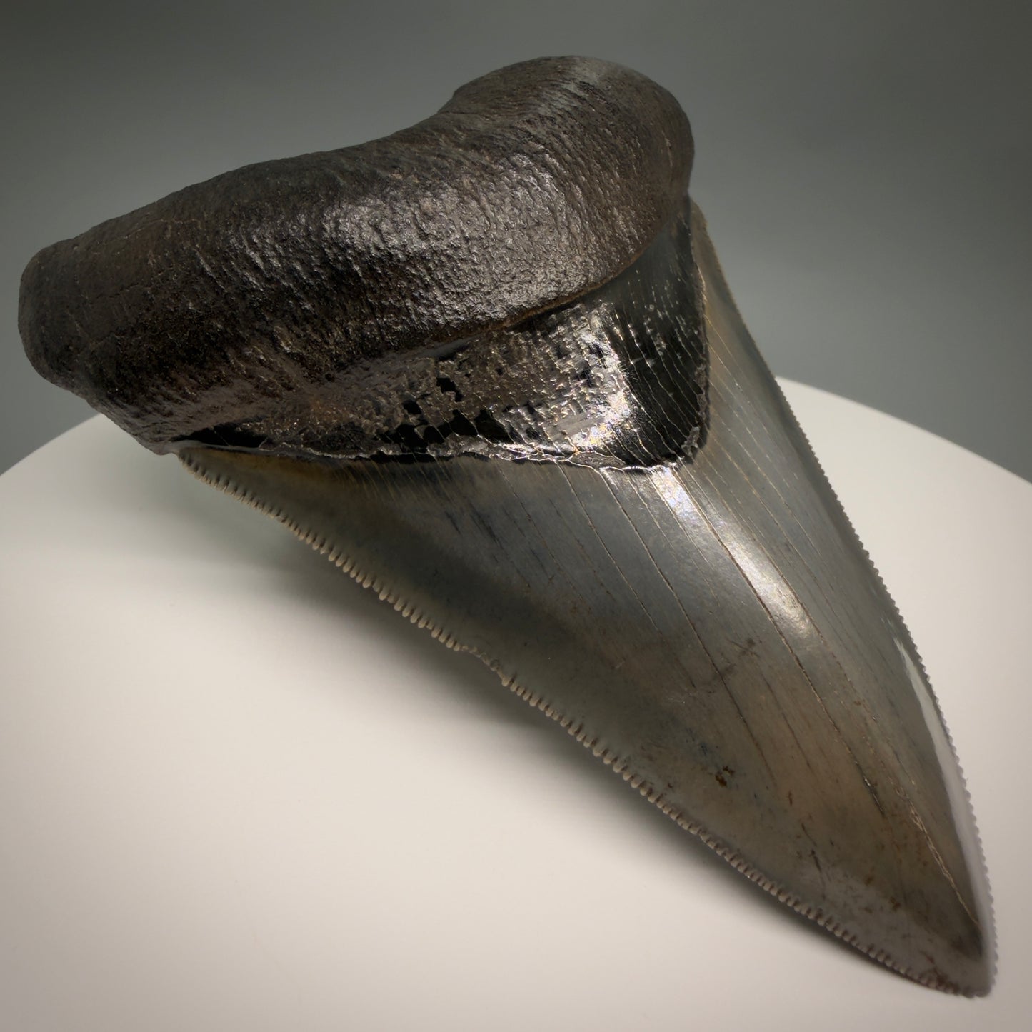 Front Left View Lower with pyrite 4.19" Fossil Megalodon Shark Tooth - Georgia - sharply serrated - Collector's Quality CM6270 