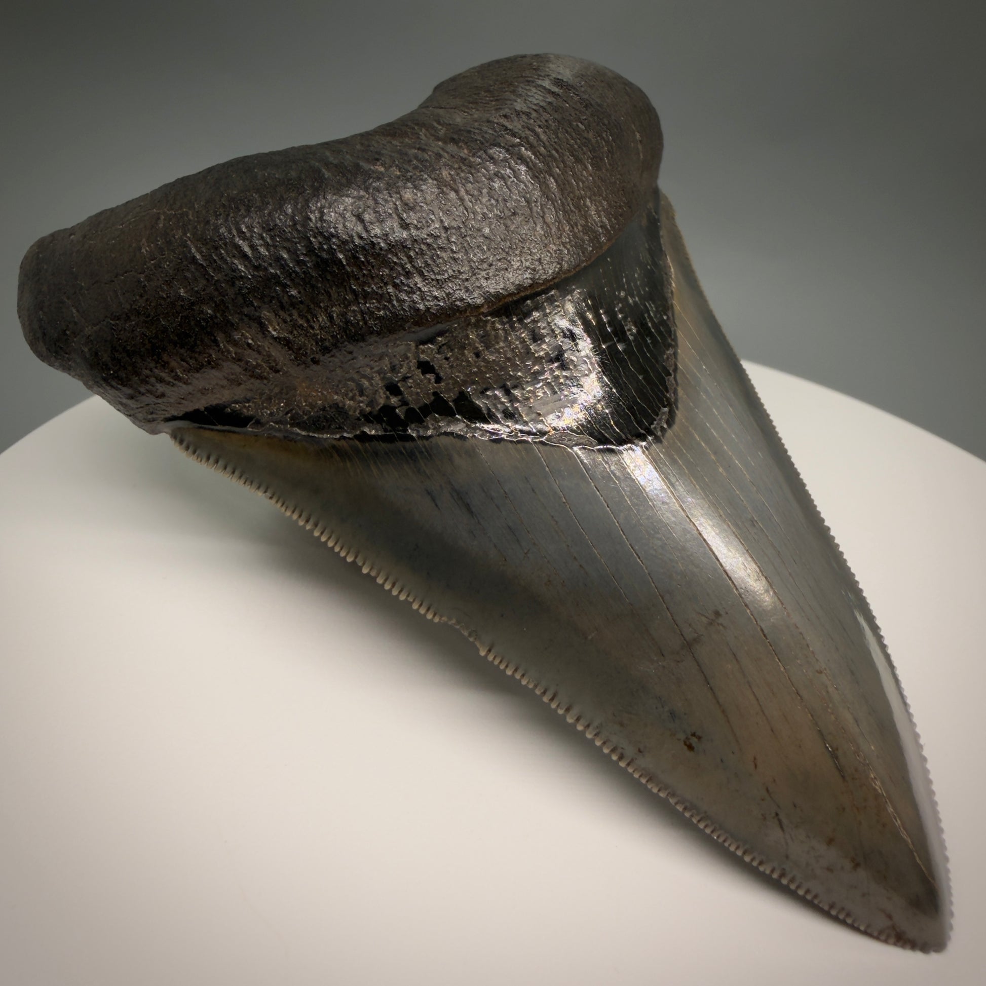 Front Left View Lower with pyrite 4.19" Fossil Megalodon Shark Tooth - Georgia - sharply serrated - Collector's Quality CM6270 