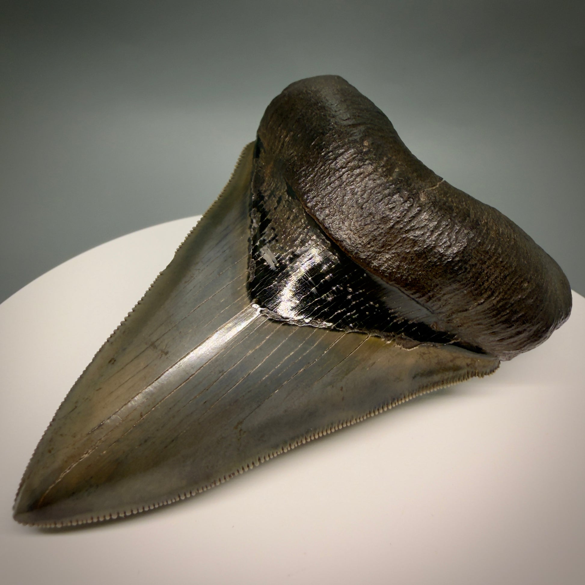 Front Right View Lower with pyrite 4.19" Fossil Megalodon Shark Tooth - Georgia - sharply serrated - Collector's Quality CM6270