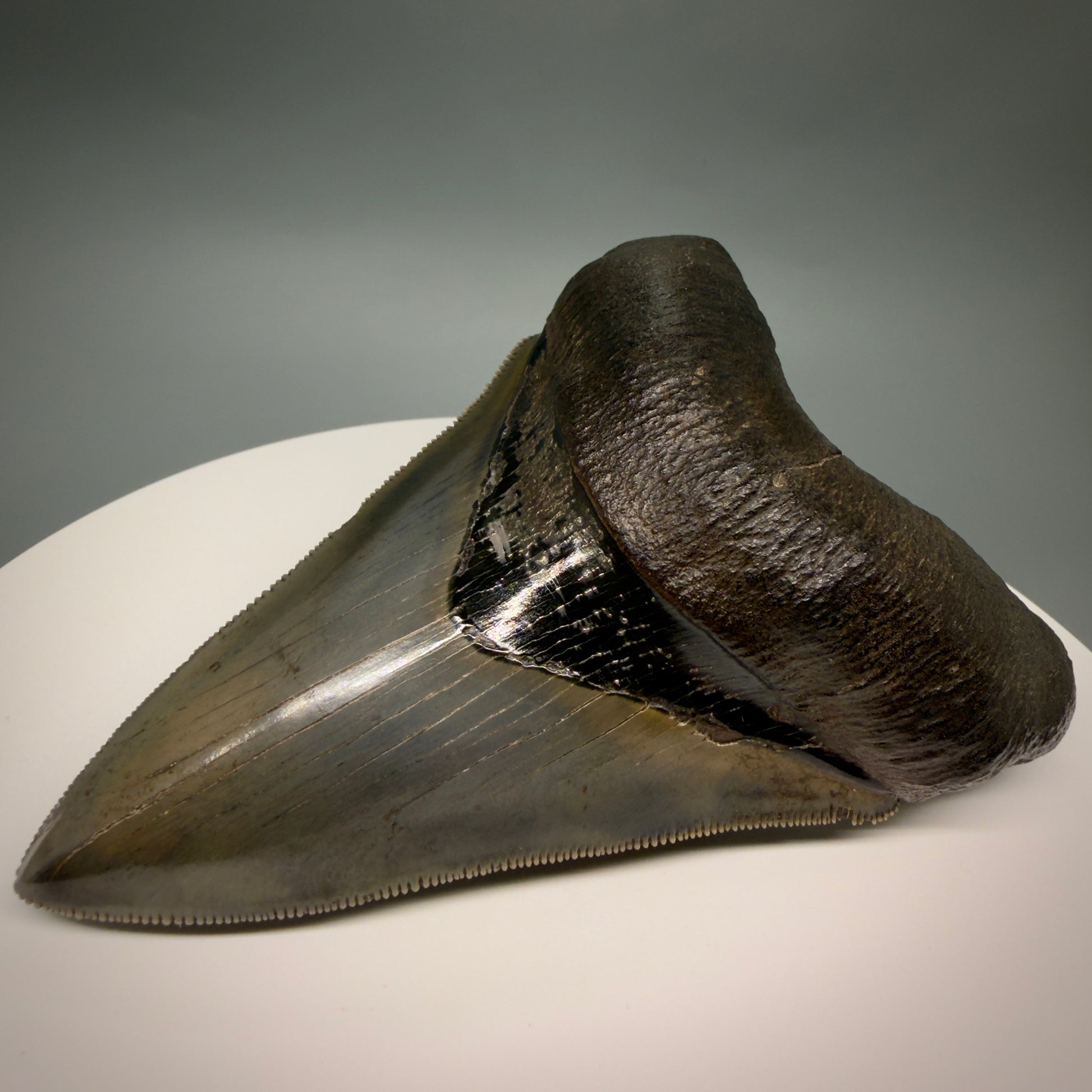 Front View Lower with pyrite 4.19" Fossil Megalodon Shark Tooth - Georgia - sharply serrated - Collector's Quality CM6270 - 1