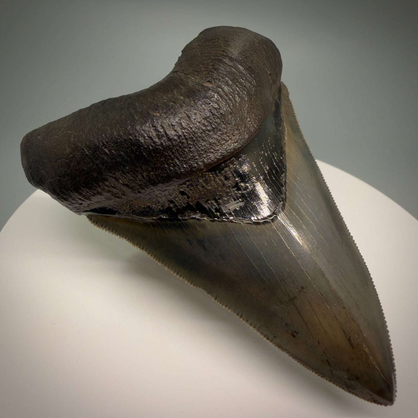 Front Left View Lower with pyrite 4.19" Fossil Megalodon Shark Tooth - Georgia - sharply serrated - Collector's Quality CM6270 - 2