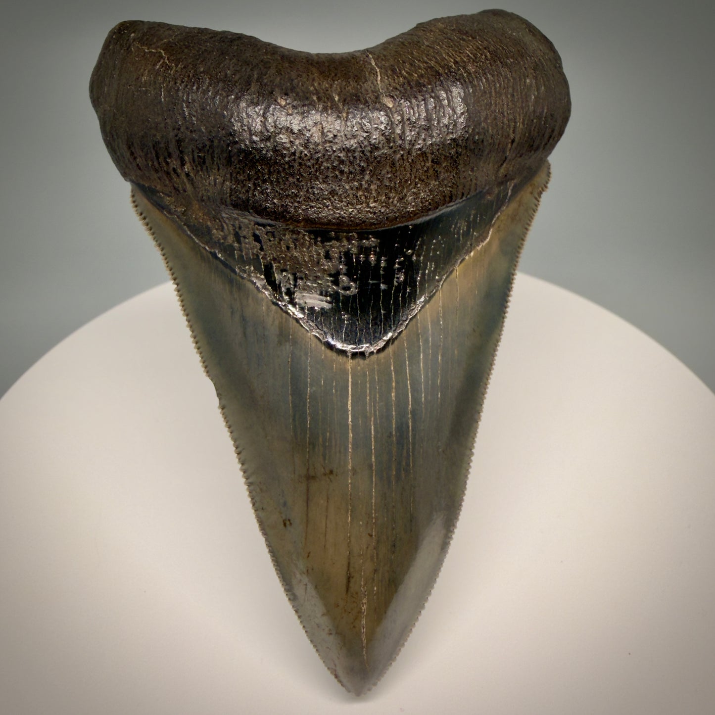 Front View Lower with pyrite 4.19" Fossil Megalodon Shark Tooth - Georgia - sharply serrated - Collector's Quality CM6270 - 2