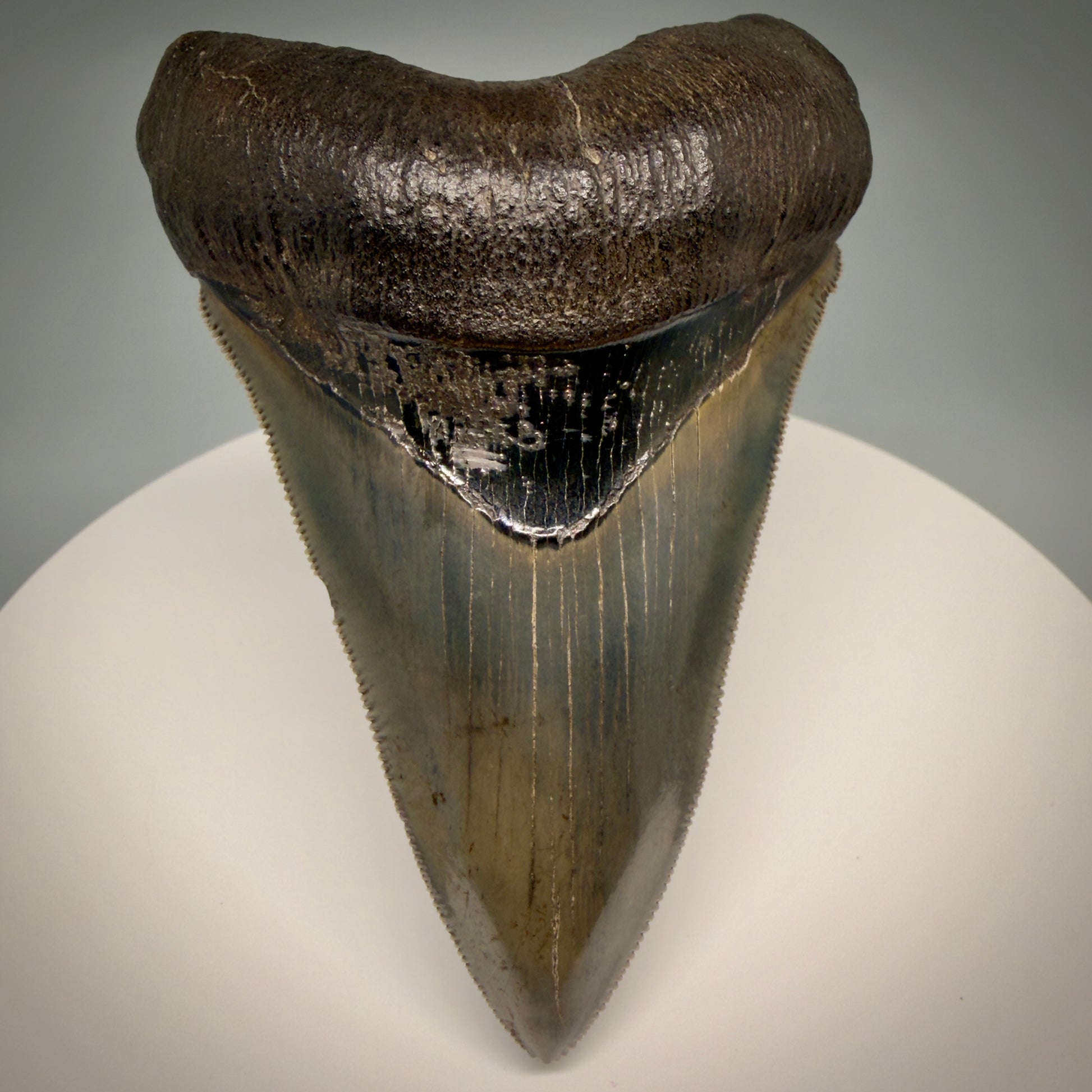 Front View Lower with pyrite 4.19" Fossil Megalodon Shark Tooth - Georgia - sharply serrated - Collector's Quality CM6270 - 2