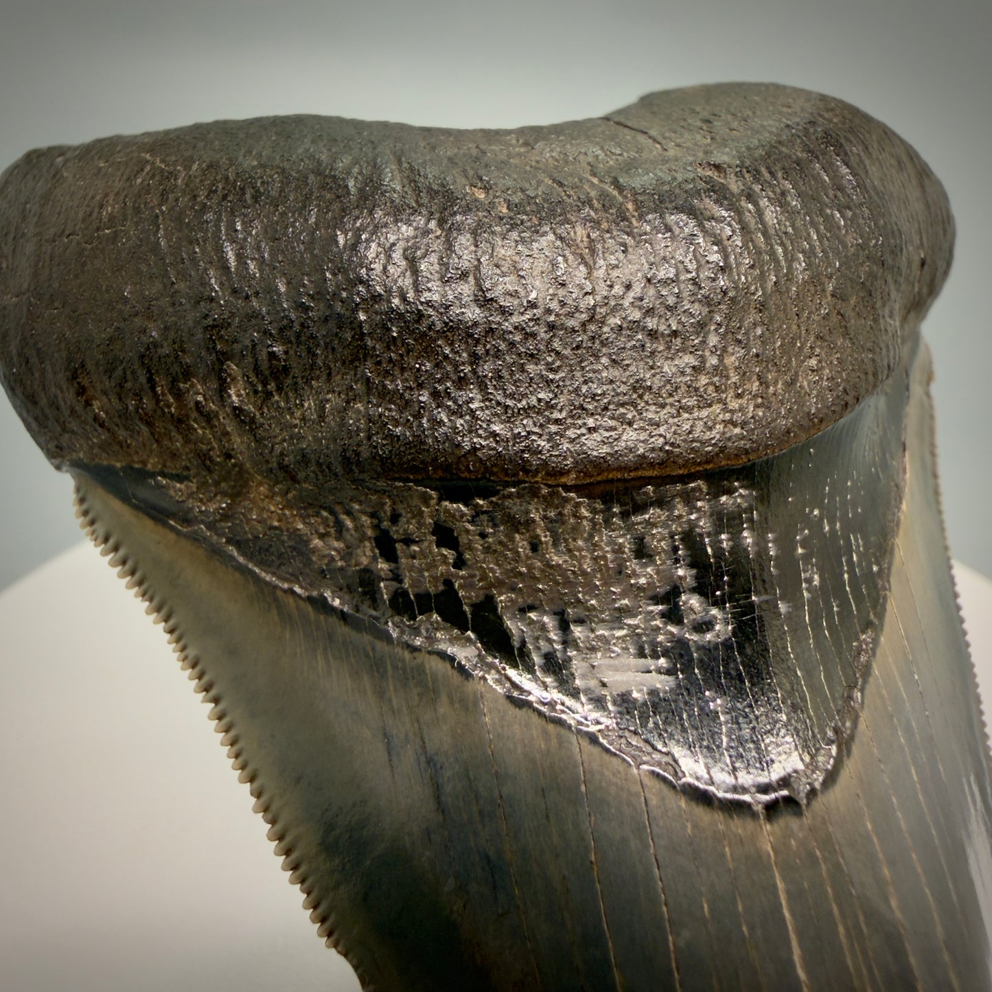 Pyrite detal on bourlette Lower with pyrite 4.19" Fossil Megalodon Shark Tooth - Georgia - sharply serrated - Collector's Quality CM6270