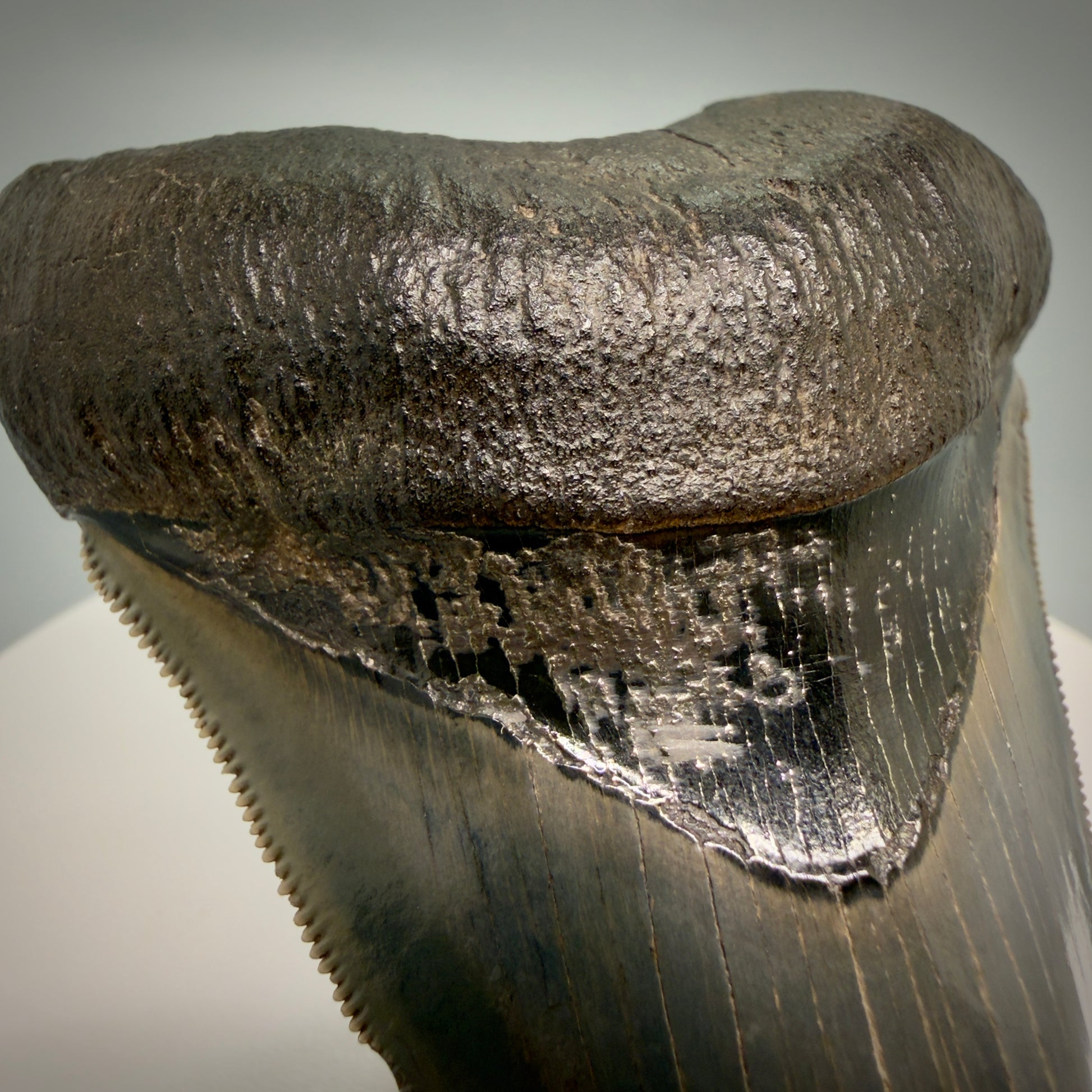 Pyrite detal on bourlette Lower with pyrite 4.19" Fossil Megalodon Shark Tooth - Georgia - sharply serrated - Collector's Quality CM6270