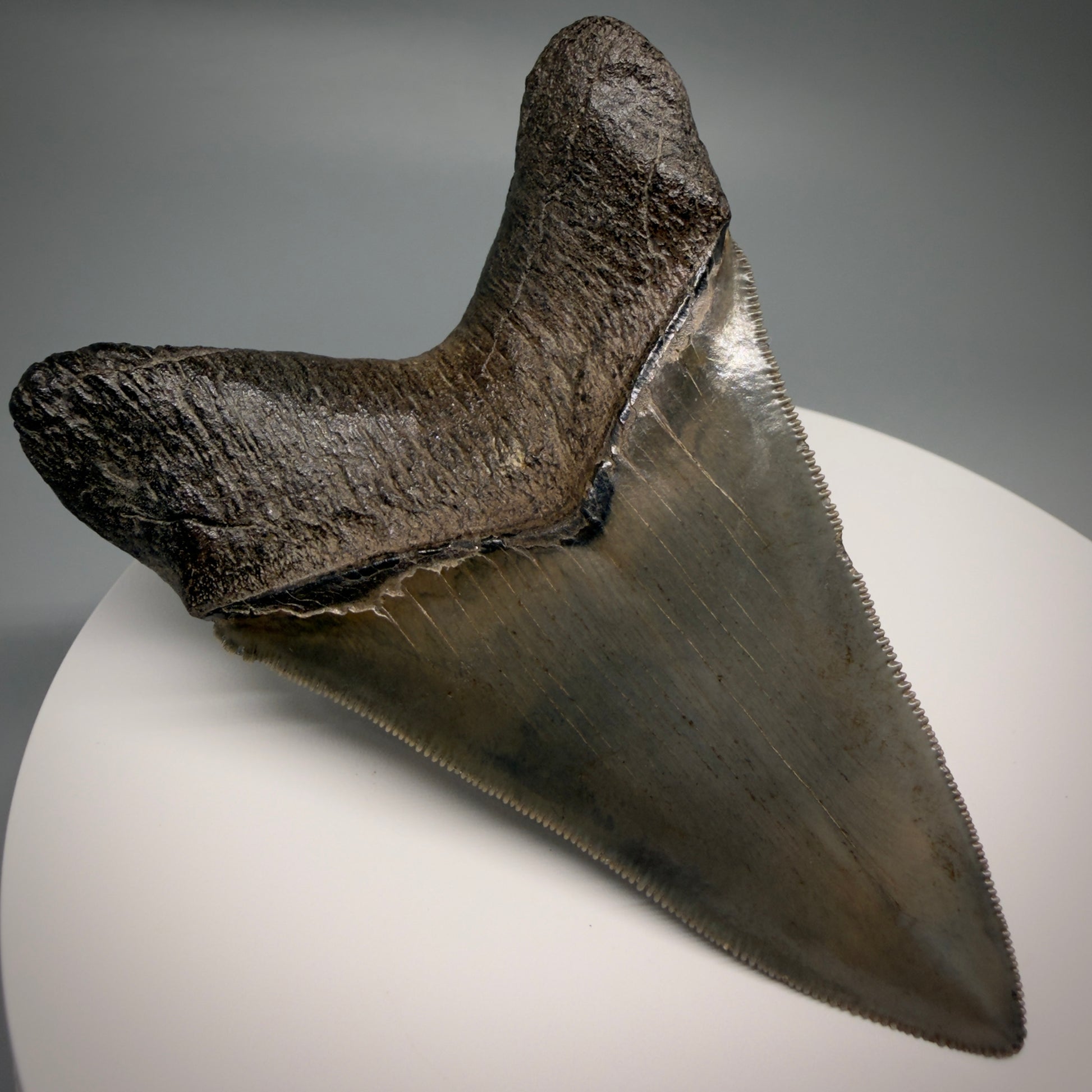Back Left View Lower with pyrite 4.19" Fossil Megalodon Shark Tooth - Georgia - sharply serrated - Collector's Quality CM6270