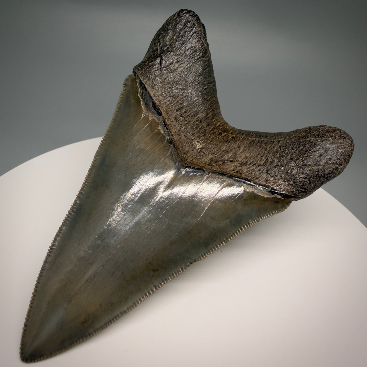 Back Right View Lower with pyrite 4.19" Fossil Megalodon Shark Tooth - Georgia - sharply serrated - Collector's Quality CM6270