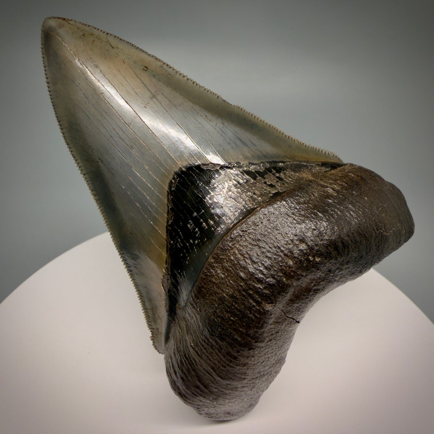 Front View Lower with pyrite 4.19" Fossil Megalodon Shark Tooth - Georgia - sharply serrated - Collector's Quality CM6270 - 1