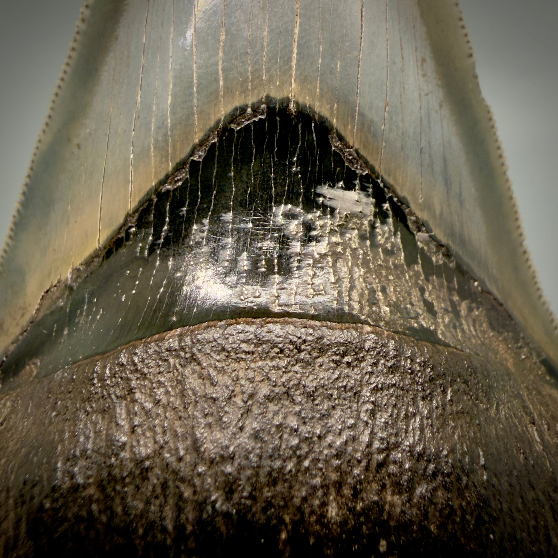 Pyrite detail Lower with pyrite 4.19" Fossil Megalodon Shark Tooth - Georgia - sharply serrated - Collector's Quality CM6270