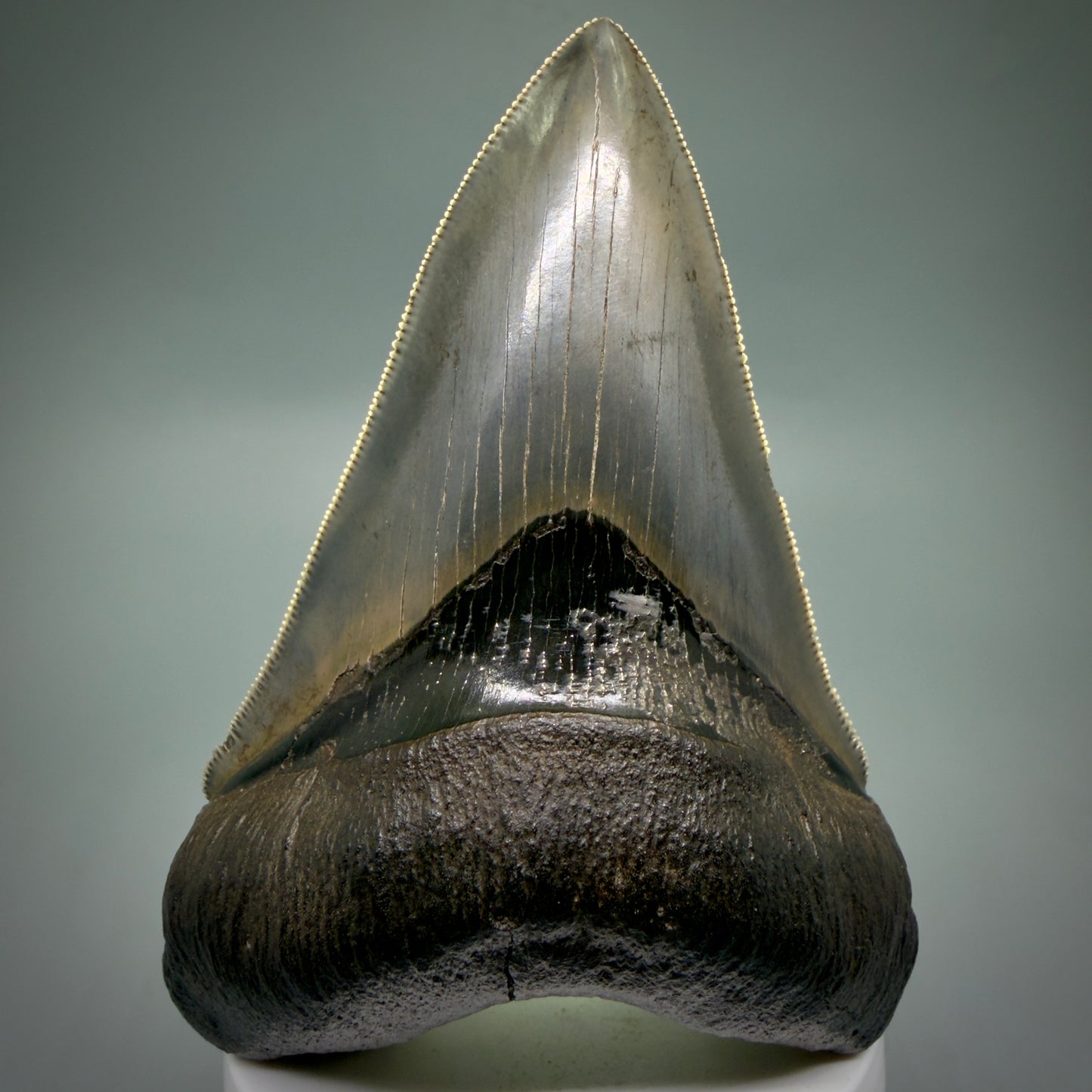 Front View Lower with pyrite 4.19" Fossil Megalodon Shark Tooth - Georgia - sharply serrated - Collector's Quality CM6270 - 4
