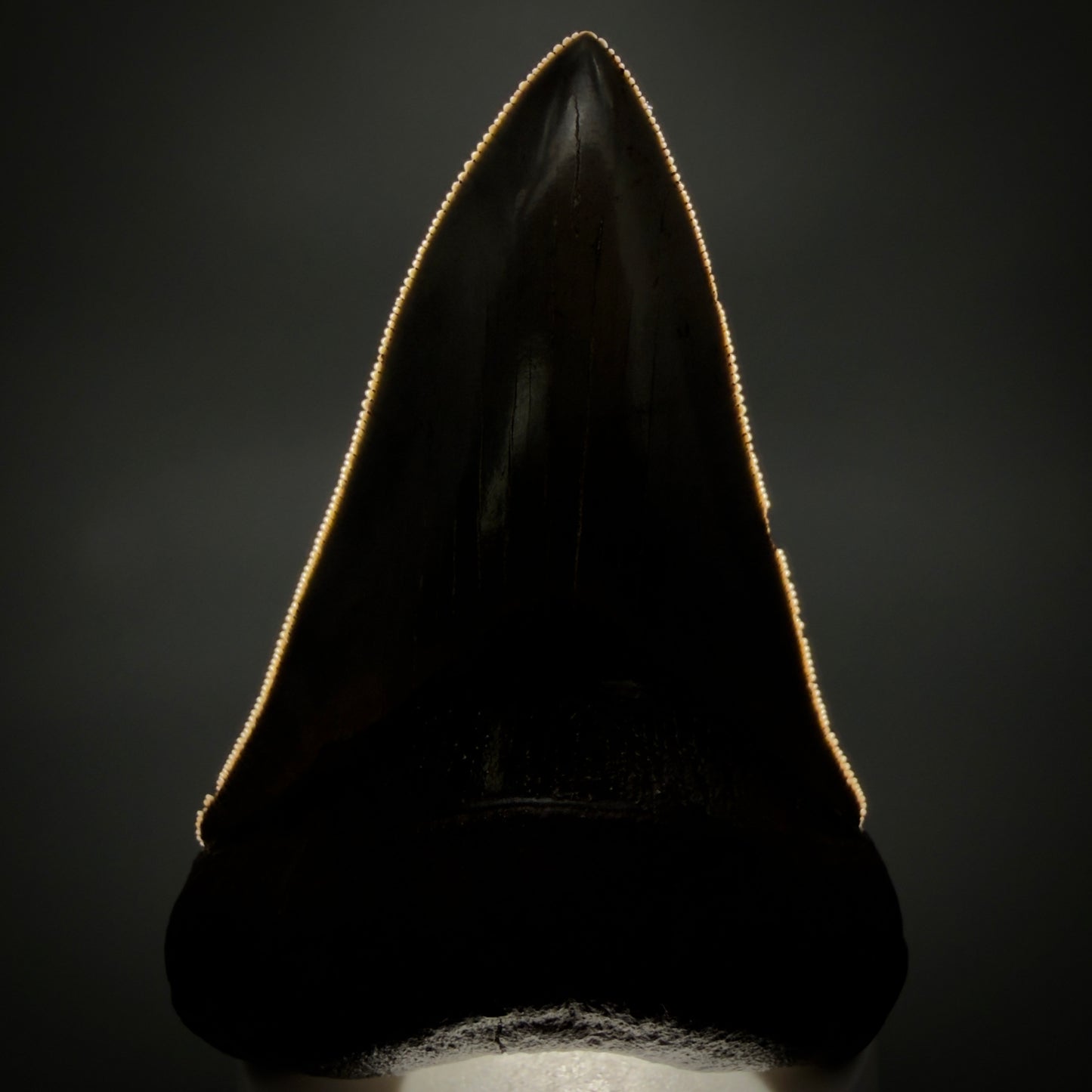 Front View Lower with pyrite 4.19" Fossil Megalodon Shark Tooth - Georgia - sharply serrated - Collector's Quality CM6270 - 3