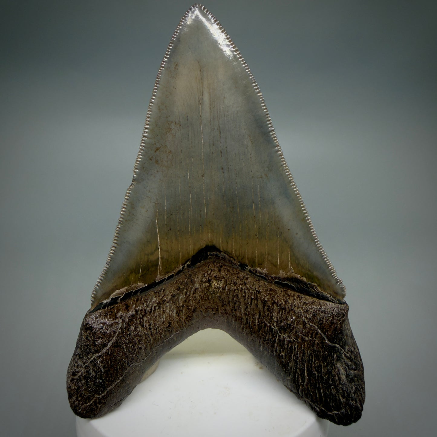 Back View Lower with pyrite 4.19" Fossil Megalodon Shark Tooth - Georgia - sharply serrated - Collector's Quality CM6270