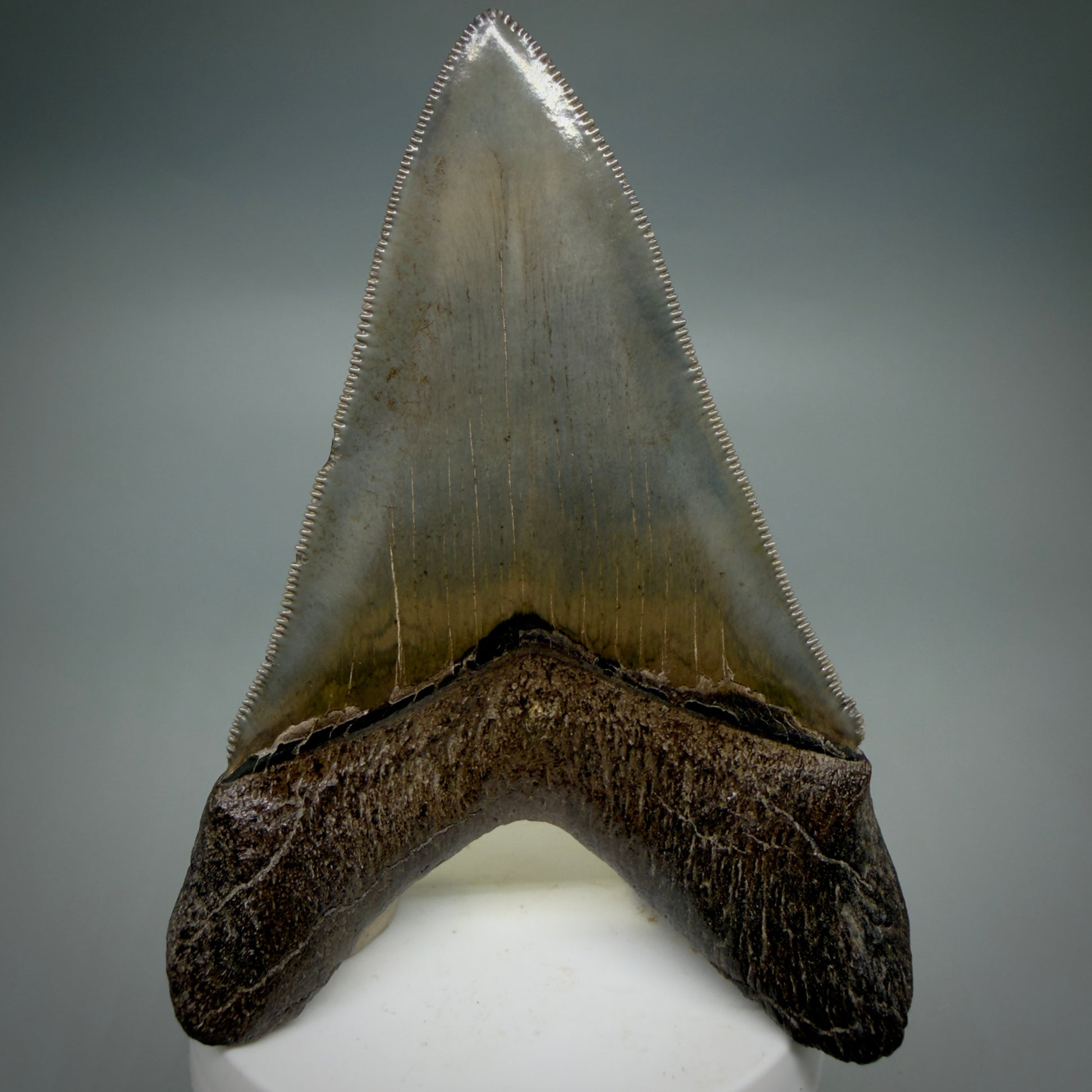 Back View Lower with pyrite 4.19" Fossil Megalodon Shark Tooth - Georgia - sharply serrated - Collector's Quality CM6270