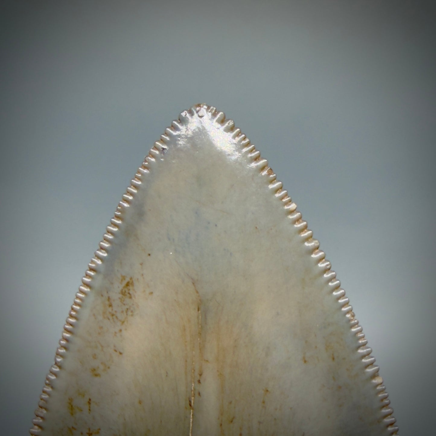 Tip detail View Lower with pyrite 4.19" Fossil Megalodon Shark Tooth - Georgia - sharply serrated - Collector's Quality CM6270